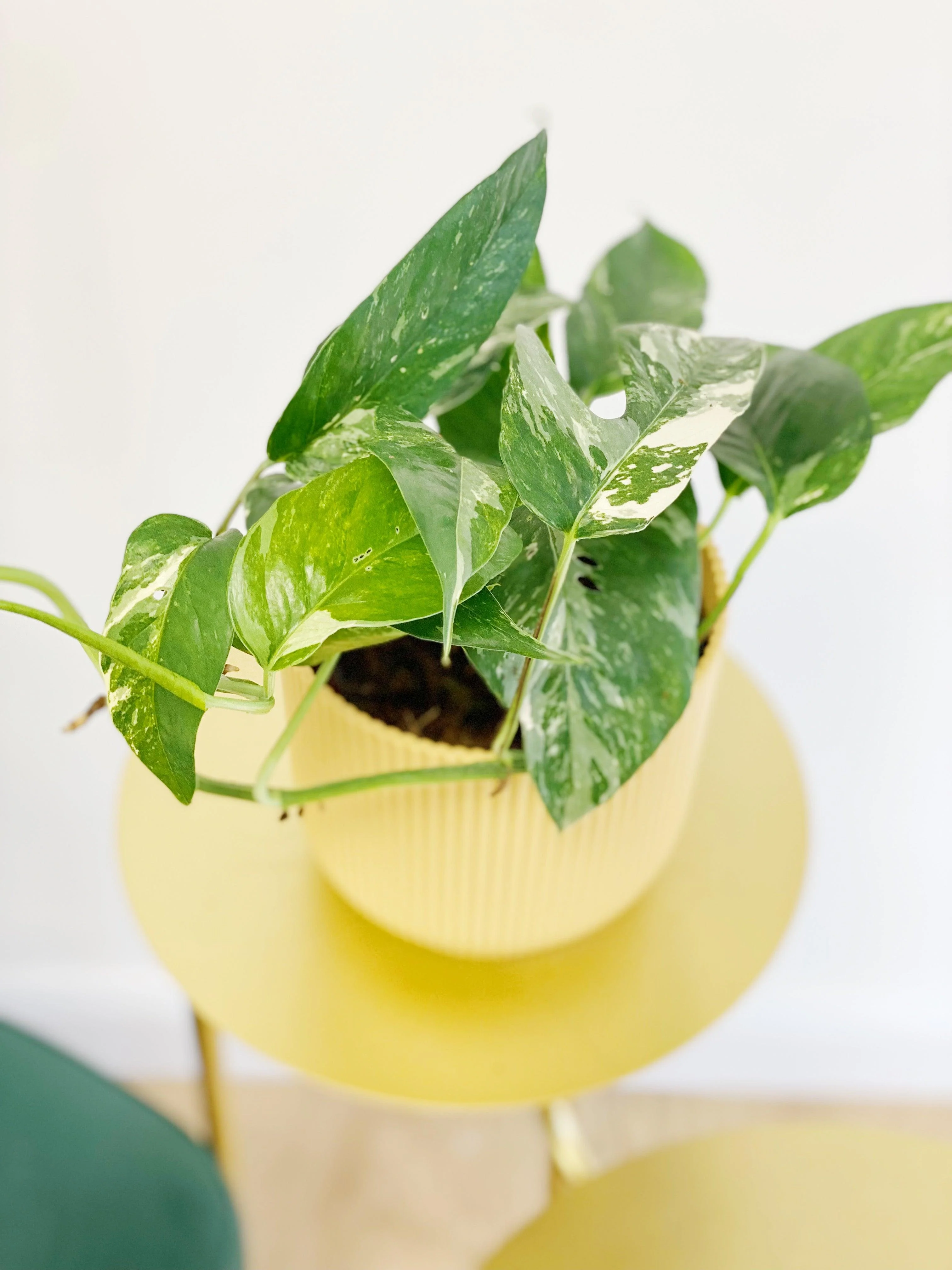 Epipremnum Pinnatum Variegated - Image 3