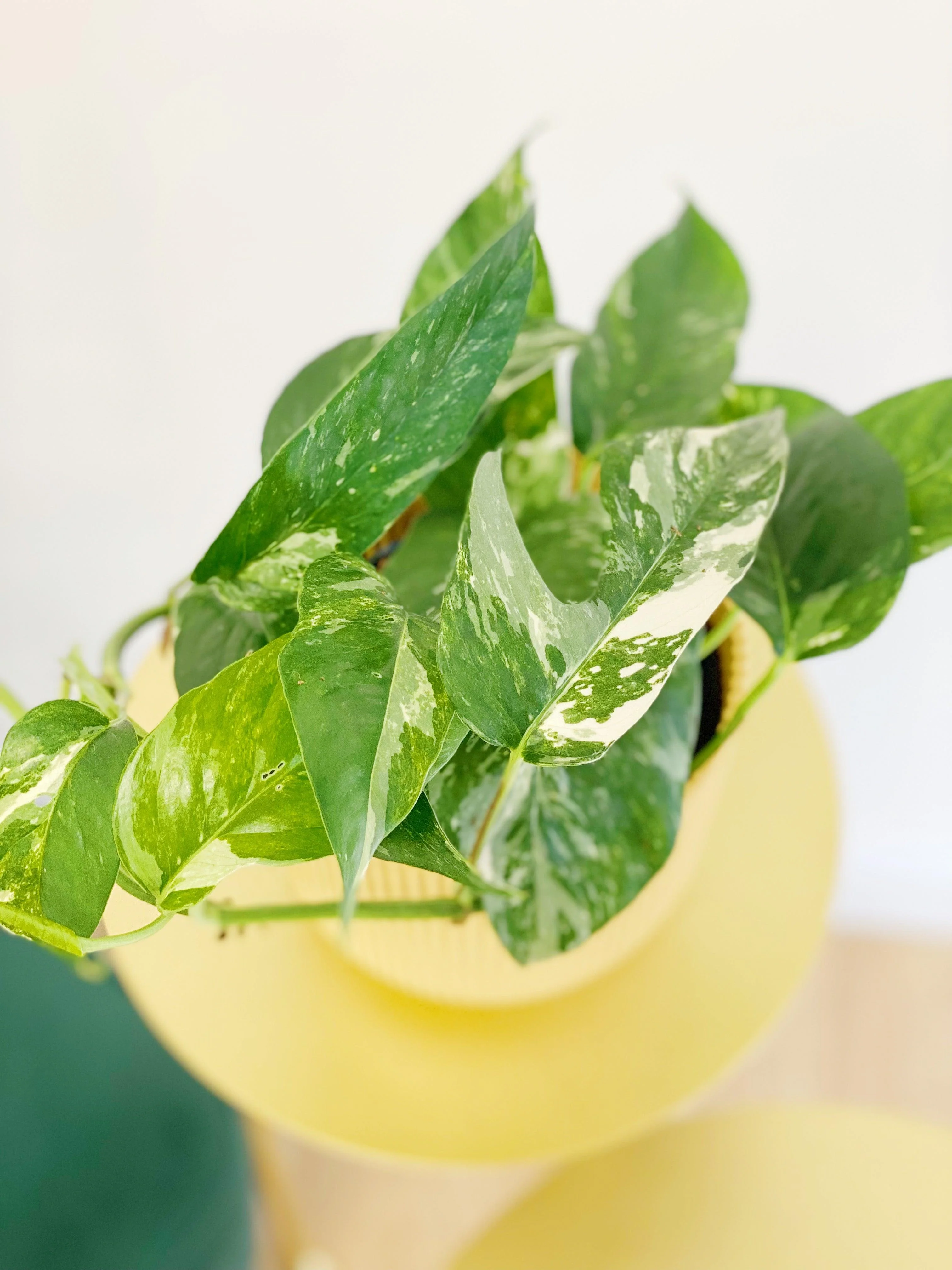 Epipremnum Pinnatum Variegated - Image 4