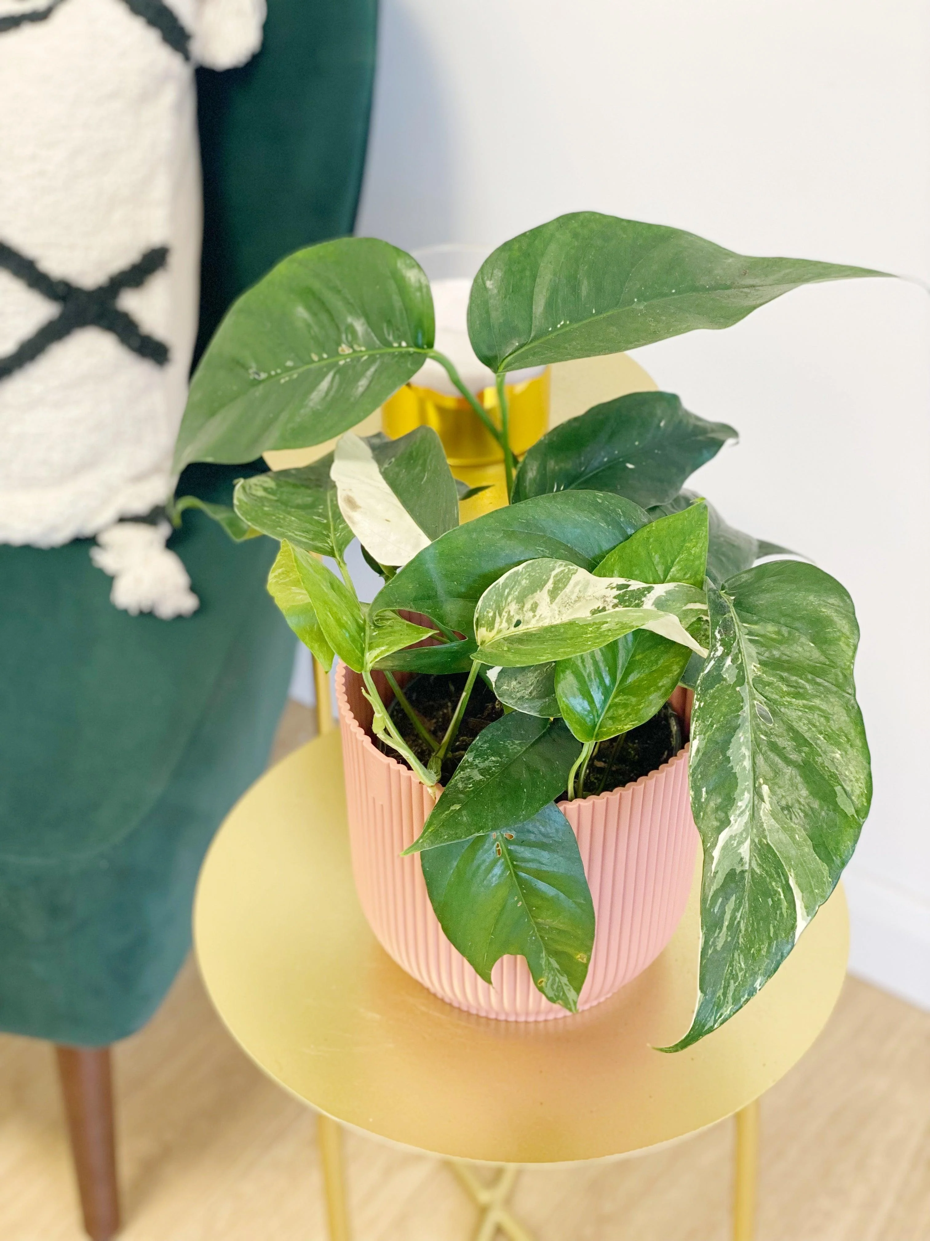 Epipremnum Pinnatum Variegated - Image 5