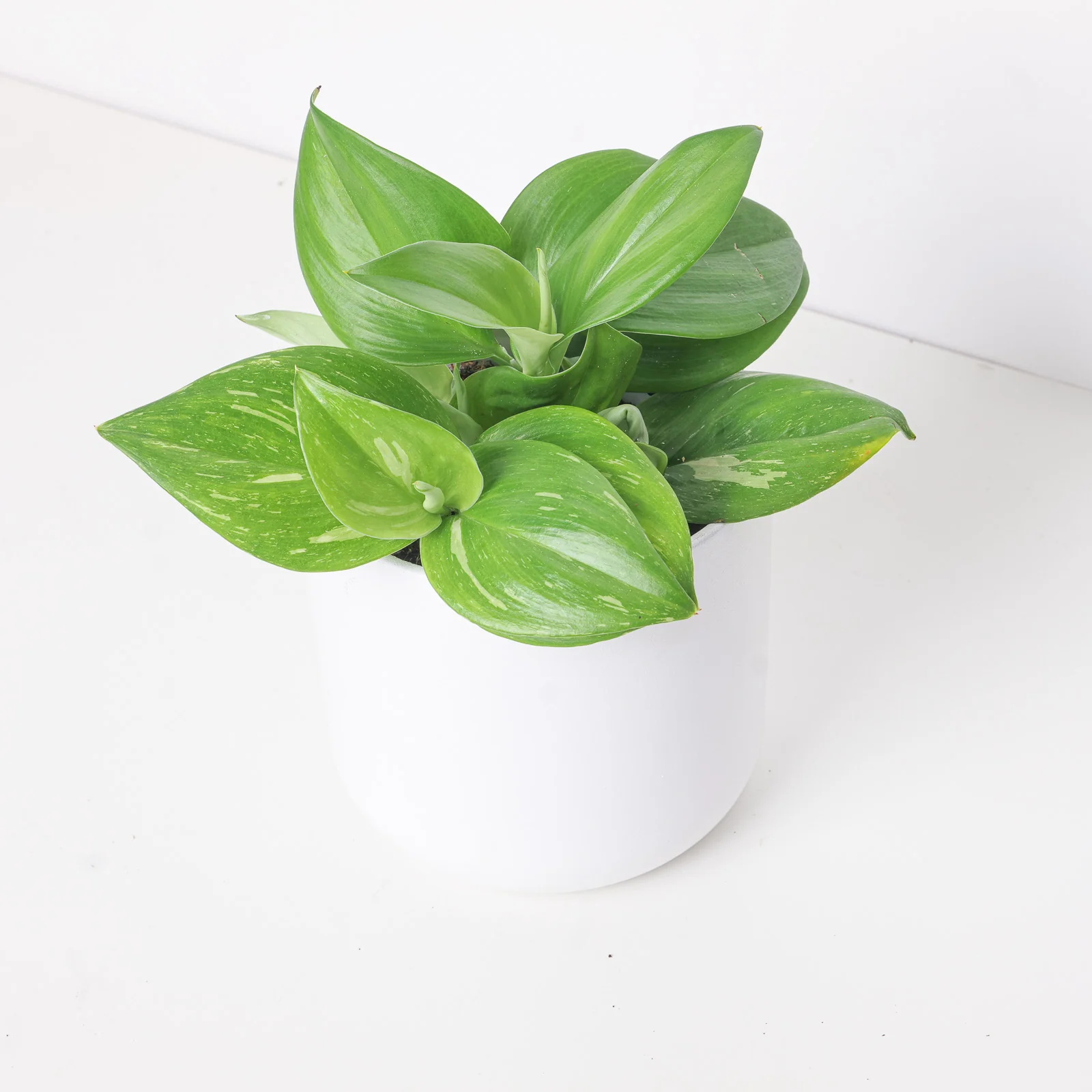 Epipremnum Rubicon