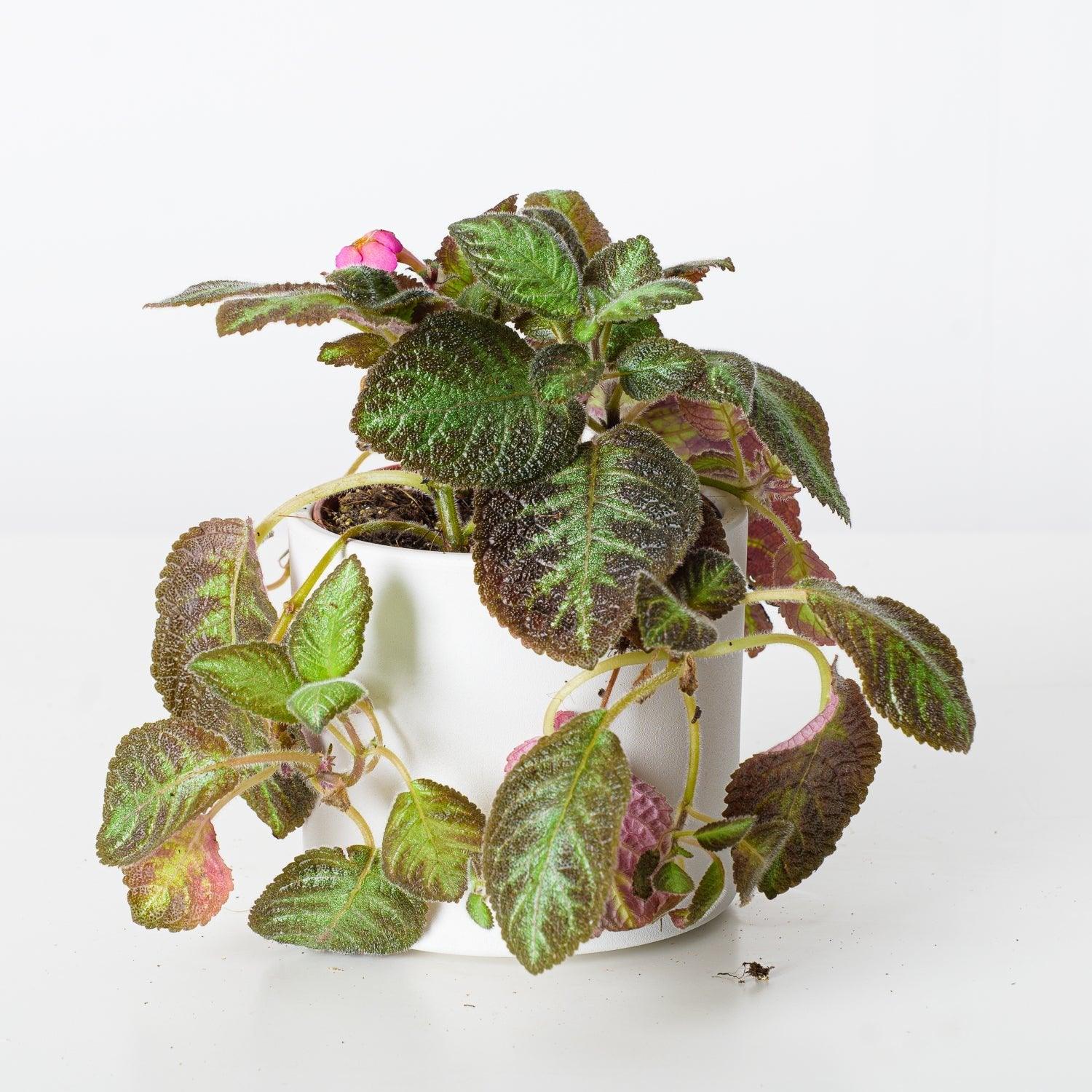 Episcia Cupreata Harlequin