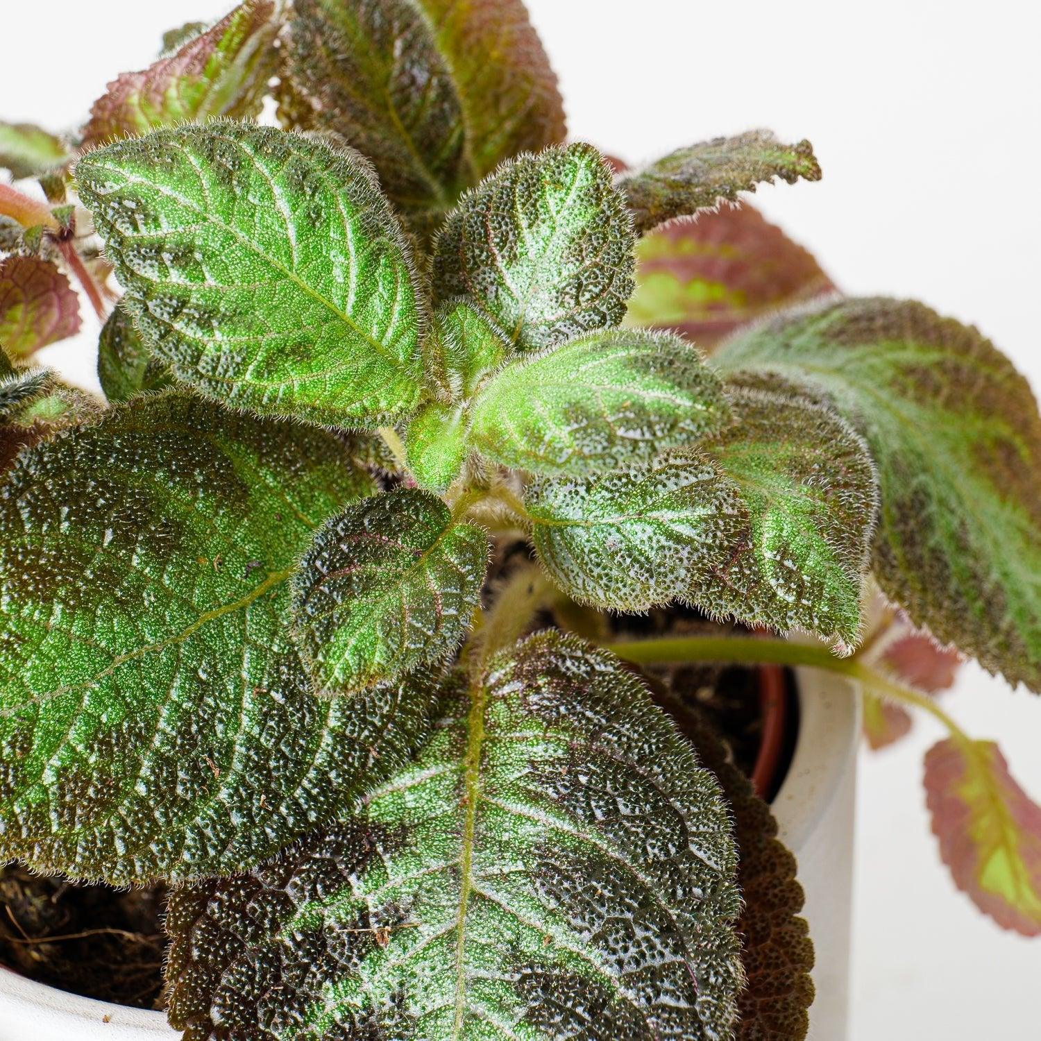 Episcia Cupreata Harlequin - Image 2