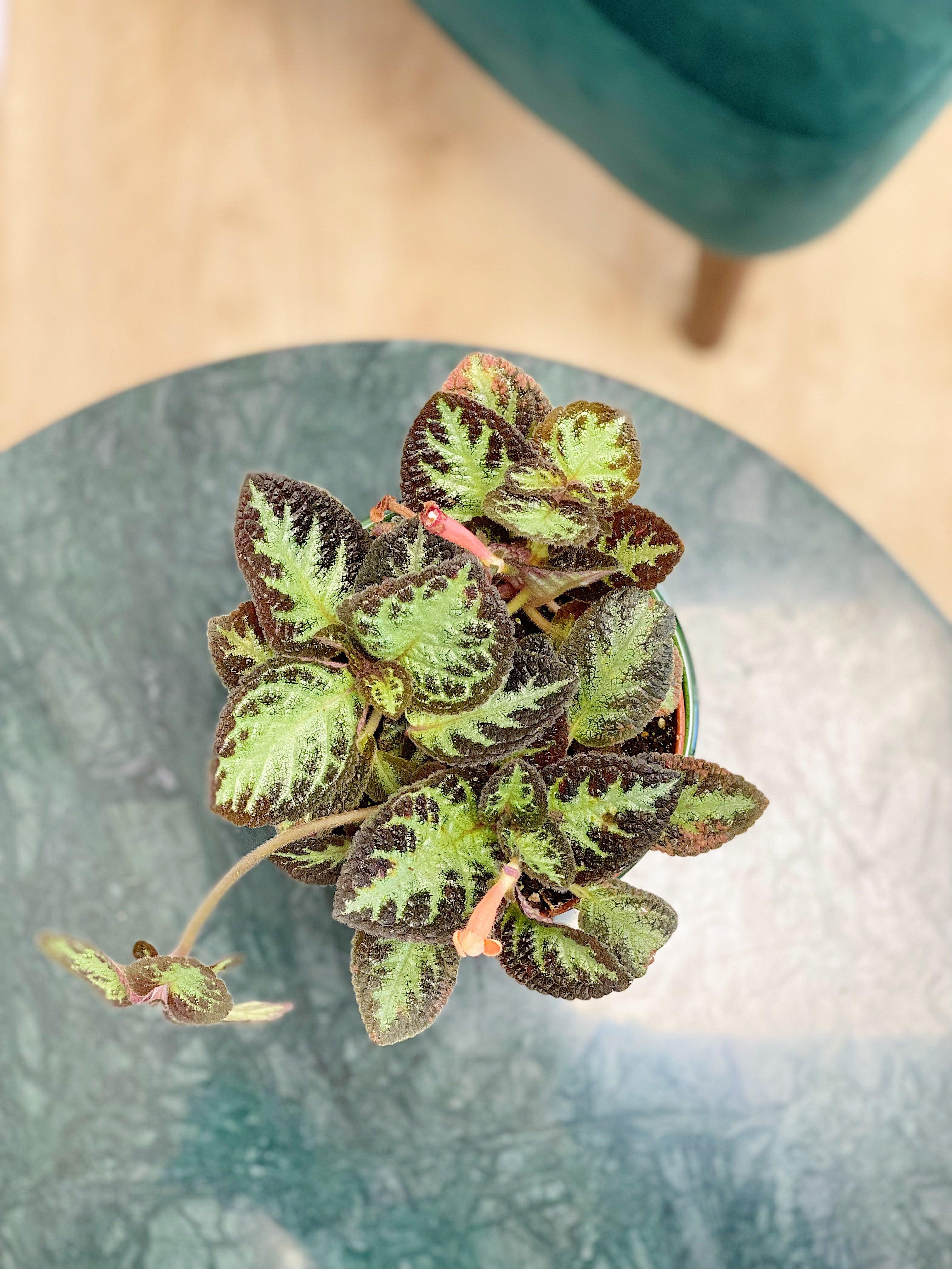 Episcia Cupreata Harlequin - Image 3