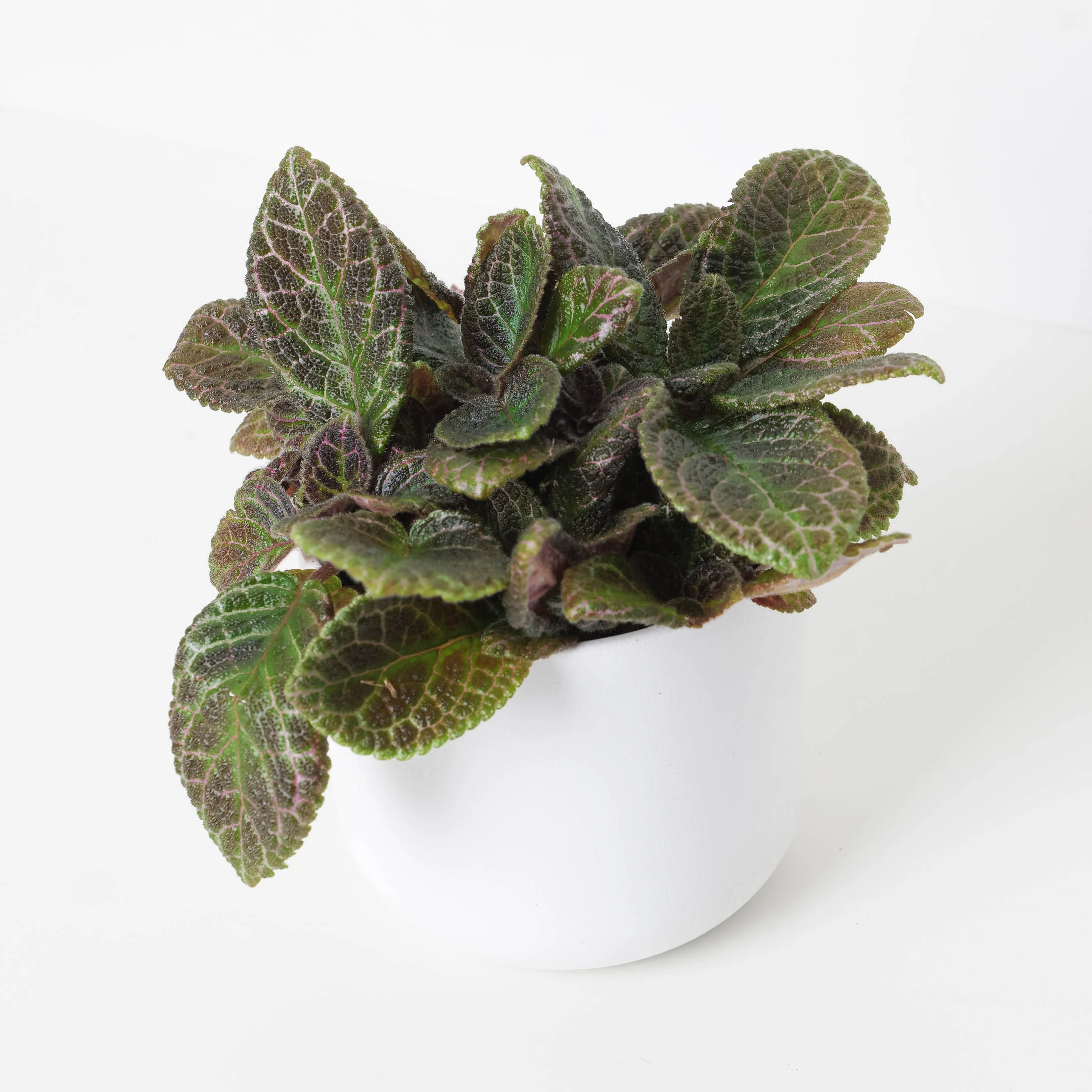 Episcia Cupreata