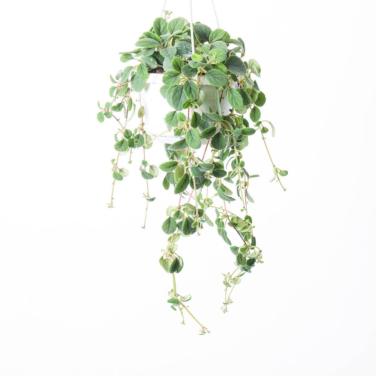 Alsobia dianthiflora