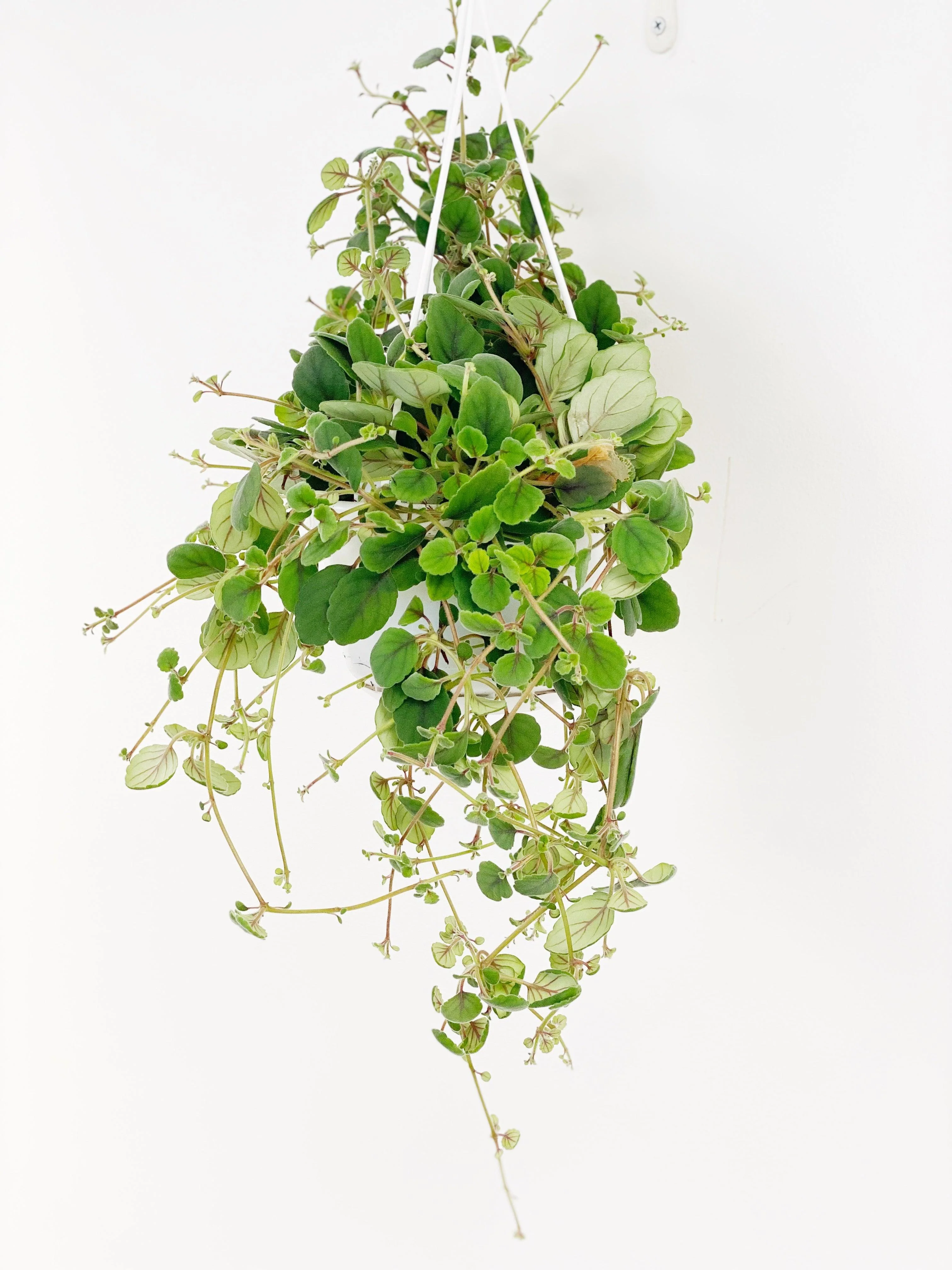 Alsobia dianthiflora - Image 3