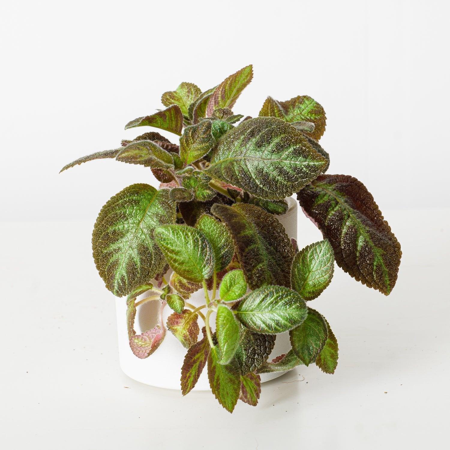Episcia Pink Panther