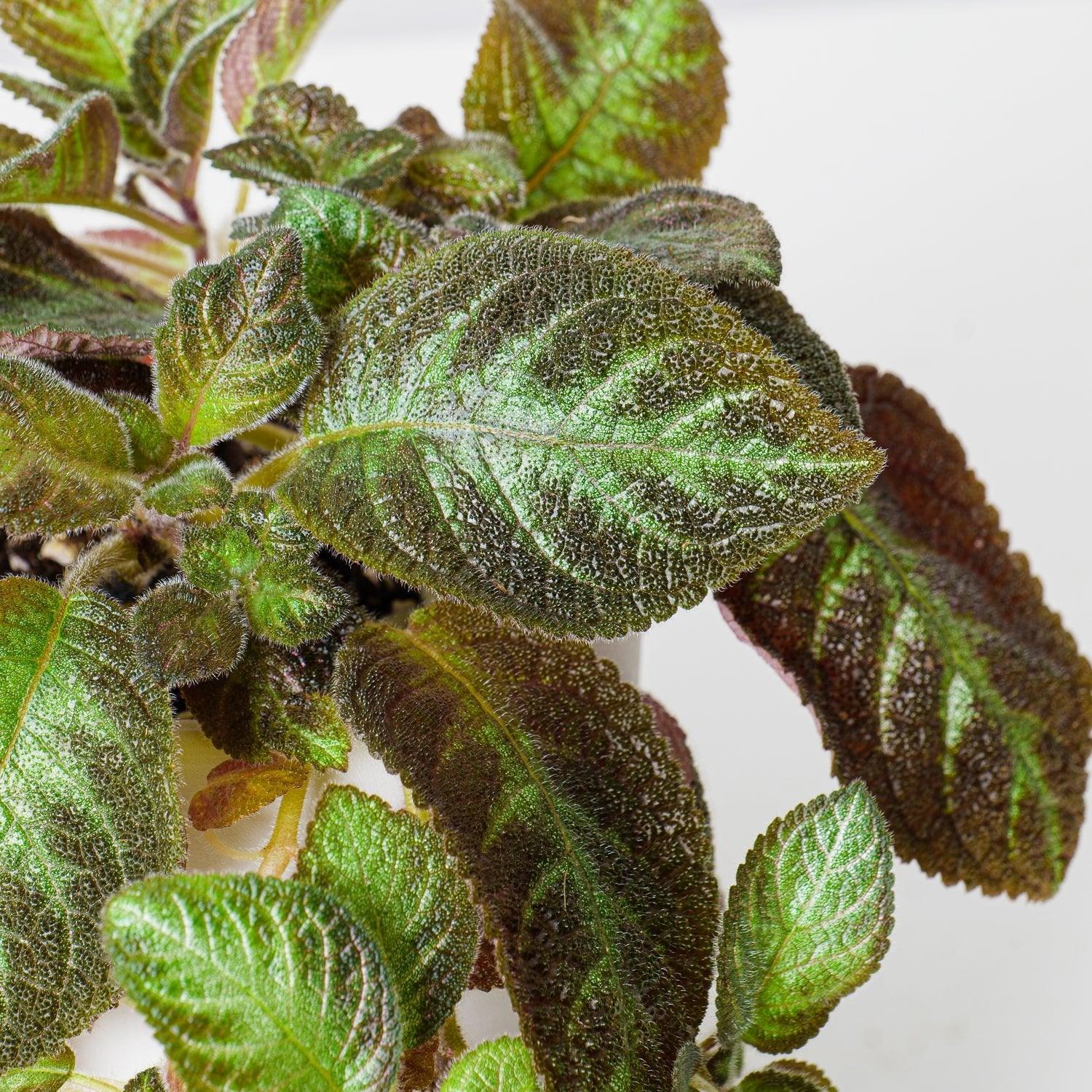 Episcia Pink Panther - Image 2