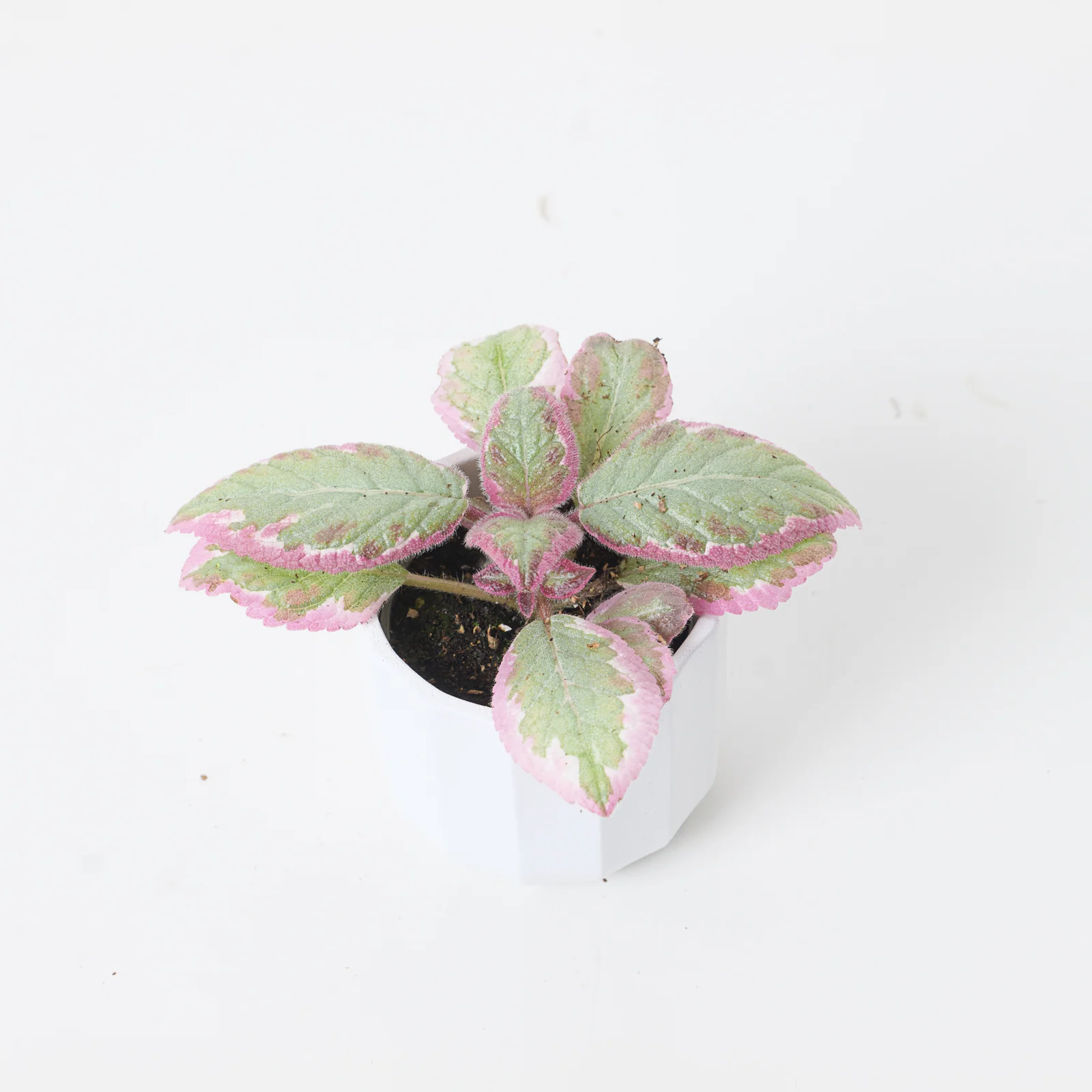Episcia Pink Brocade