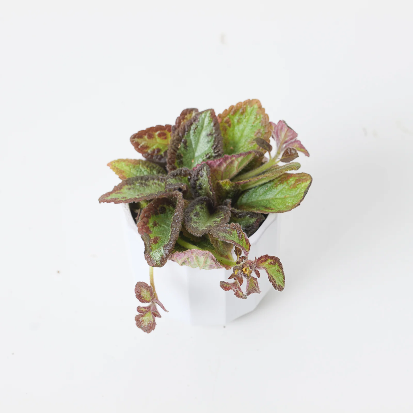 Episcia Silver Shield