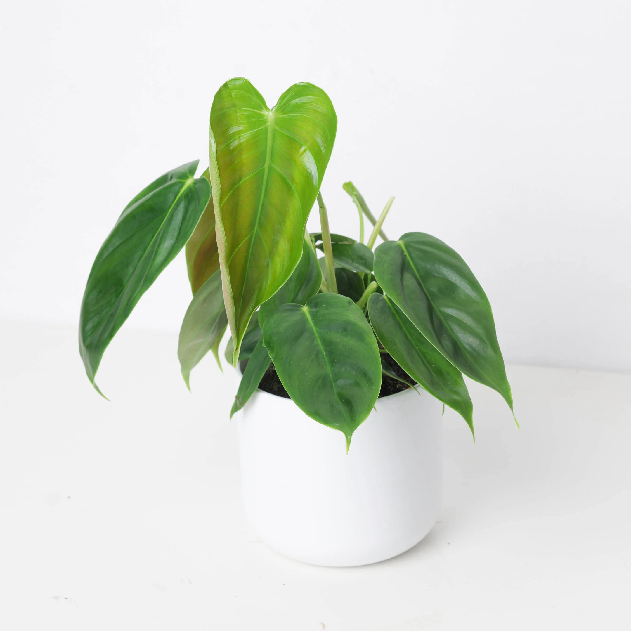 Philodendron esmeraldense