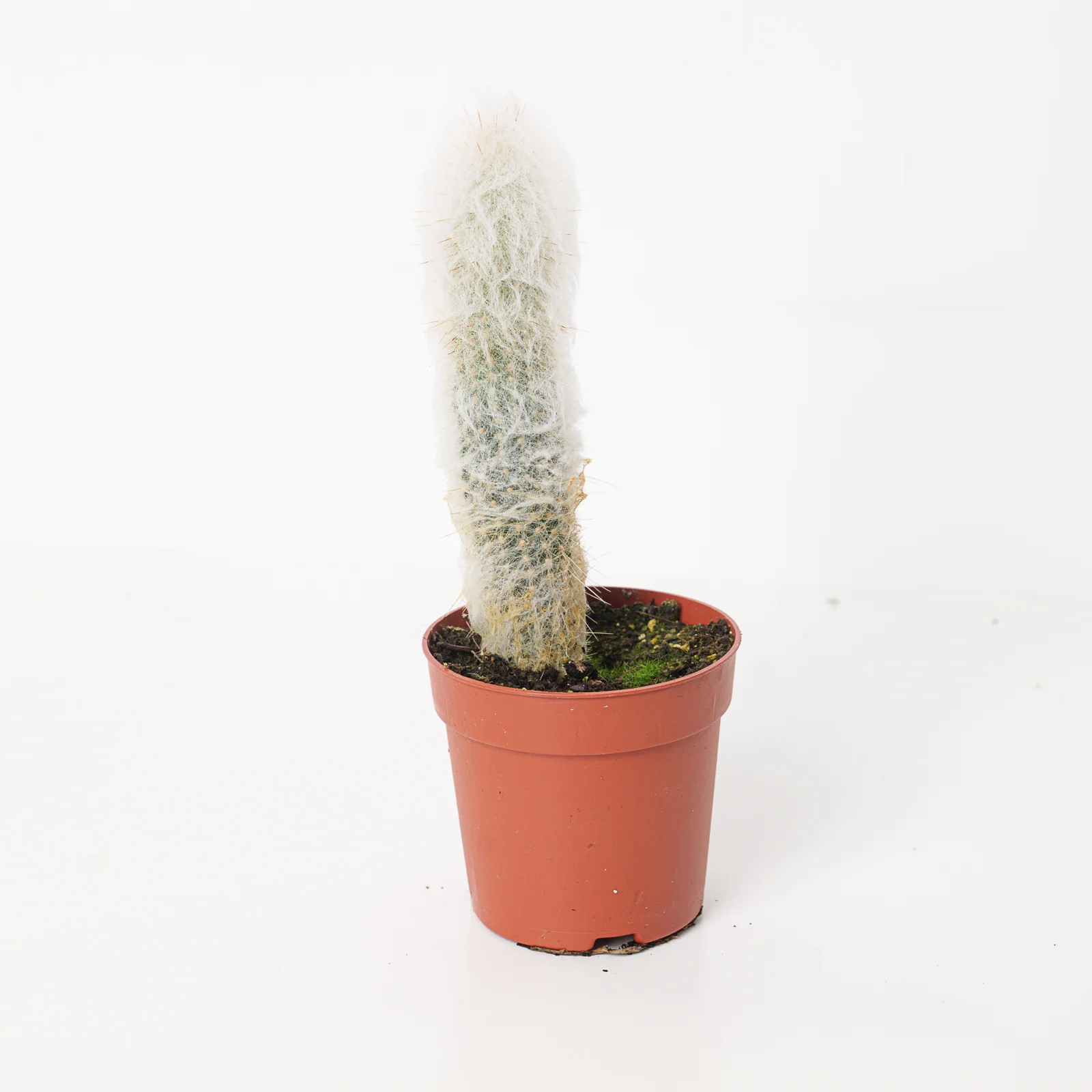 Espostoopsis dybowskii | White Wool Cactus