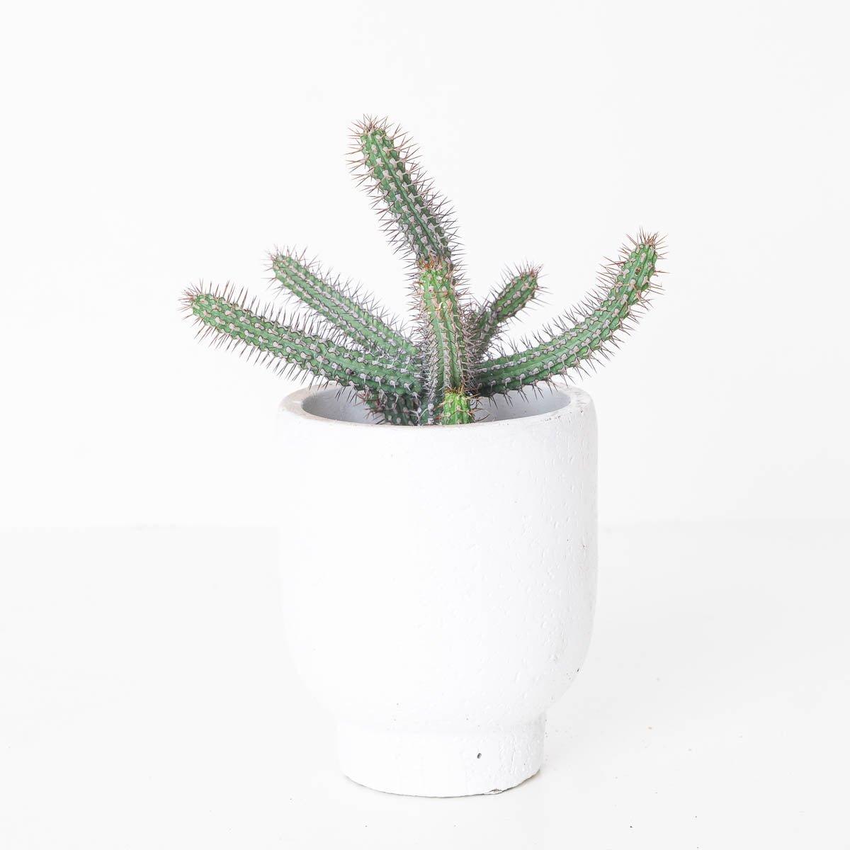 Euphorbia baioensis