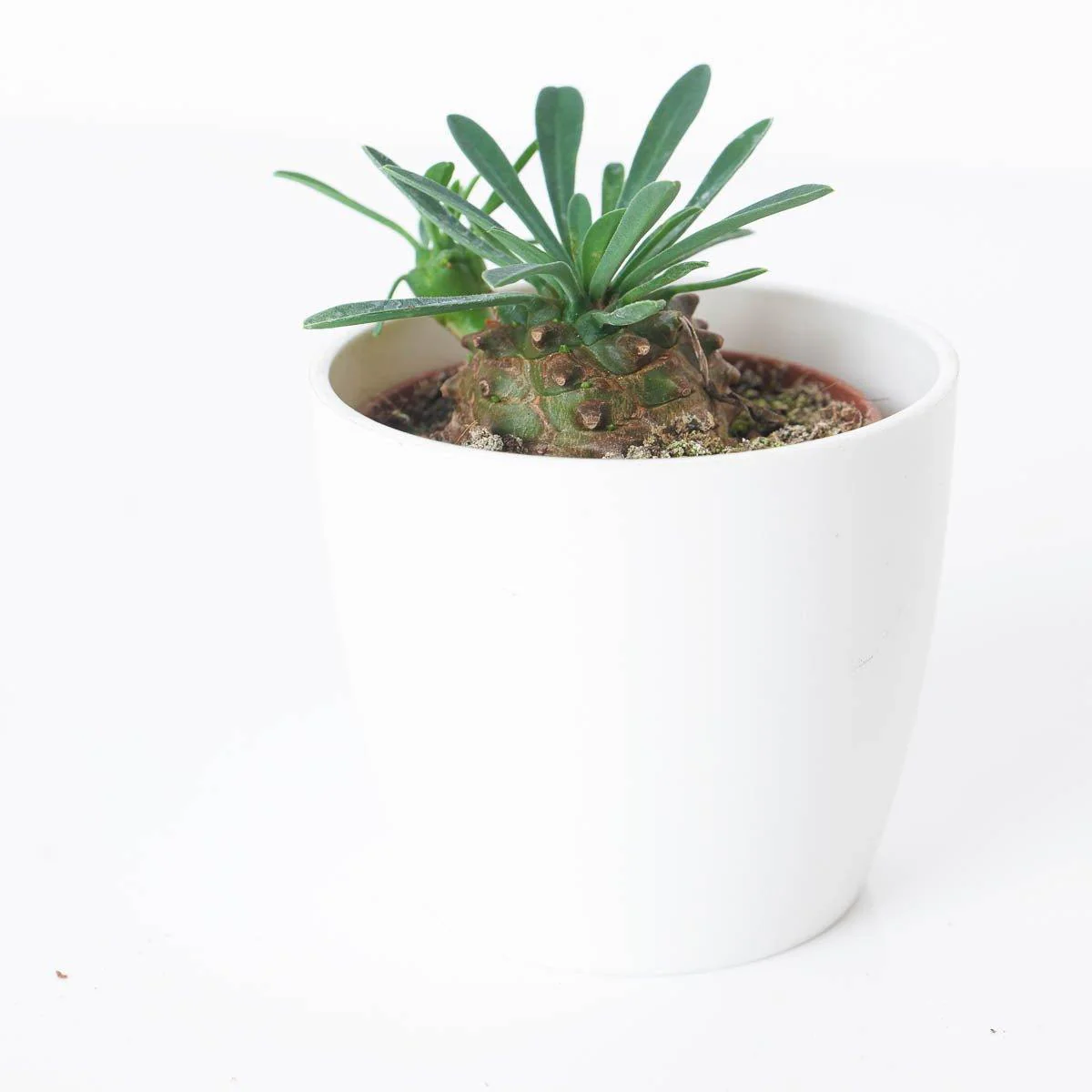 Euphorbia bupleurifolia