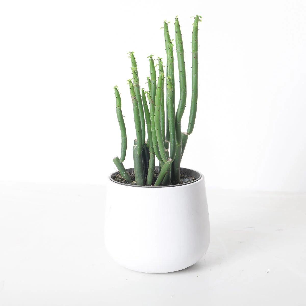 Euphorbia cedorum