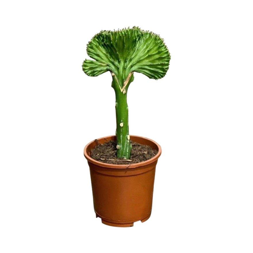 Euphorbia Cristata | Coral Cactus - Image 3