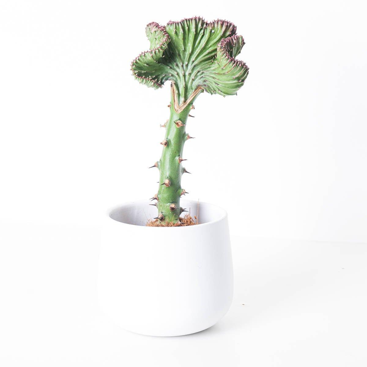 Euphorbia Cristata | Coral Cactus - Image 4