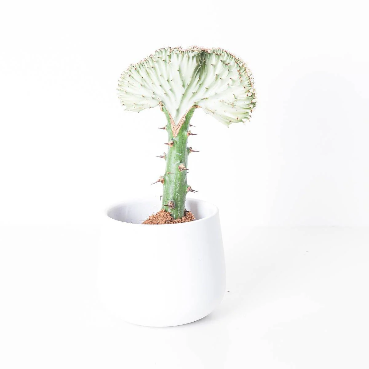 Euphorbia Cristata | Coral Cactus - Image 5