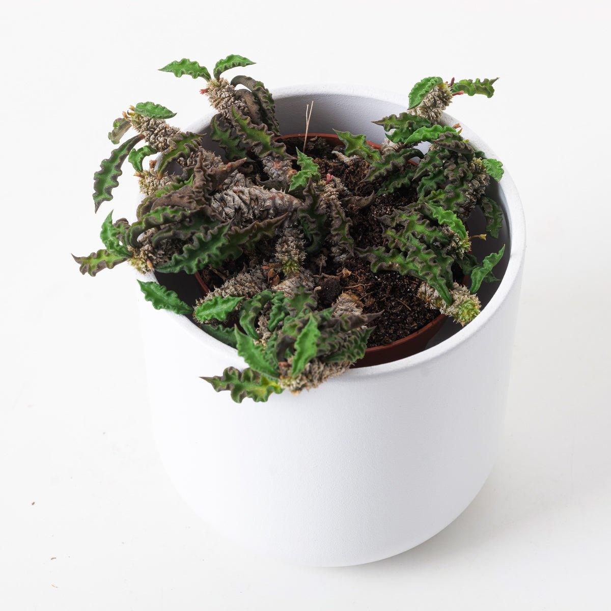Euphorbia decaryi