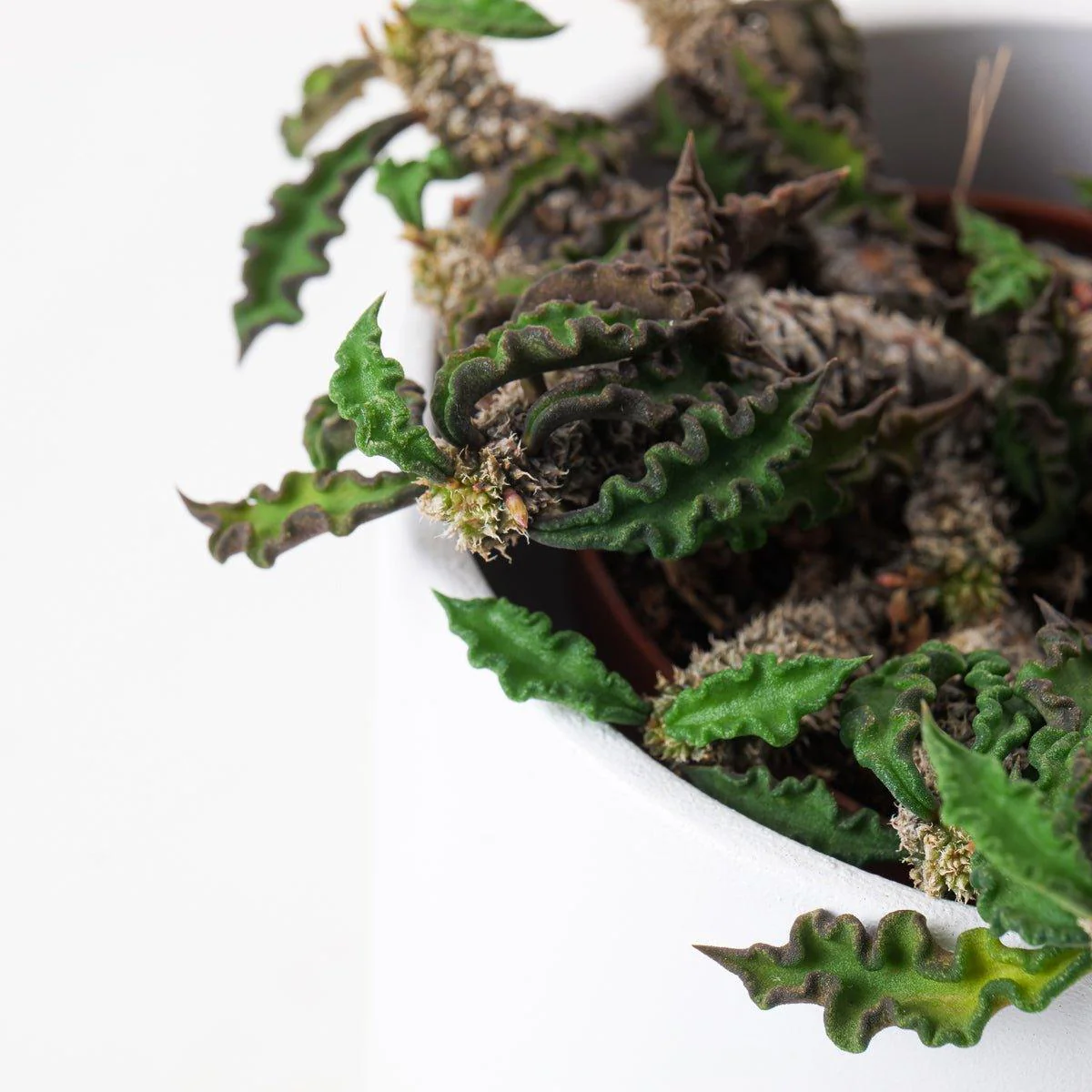 Euphorbia decaryi - Image 2