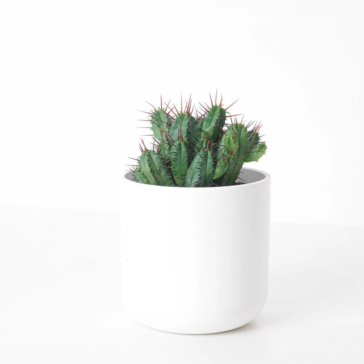 Euphorbia Enopla