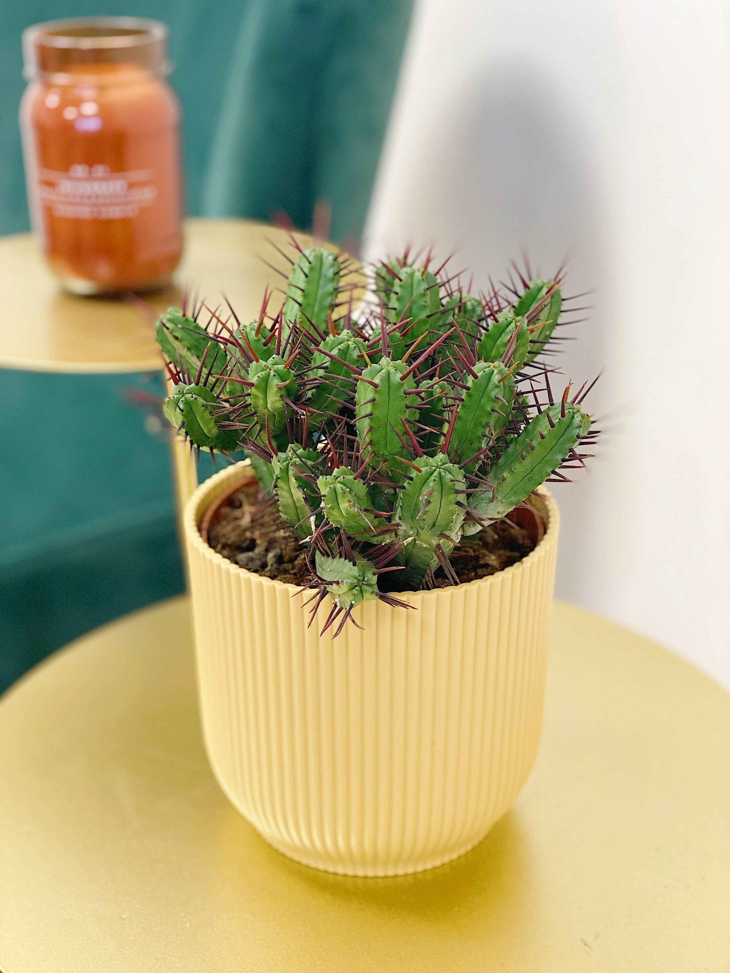 Euphorbia Enopla - Image 2