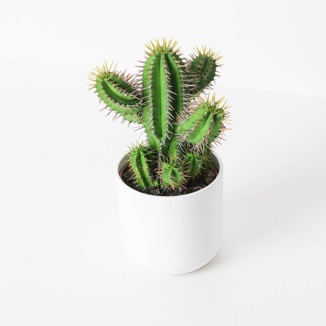 Euphorbia fruticosa