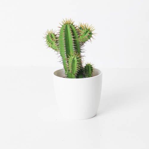 Euphorbia fruticosa - Image 2