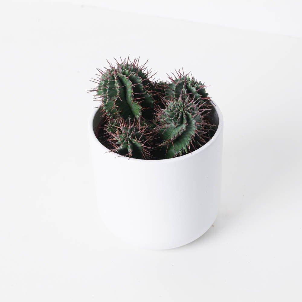 Euphorbia Horrida - Image 2