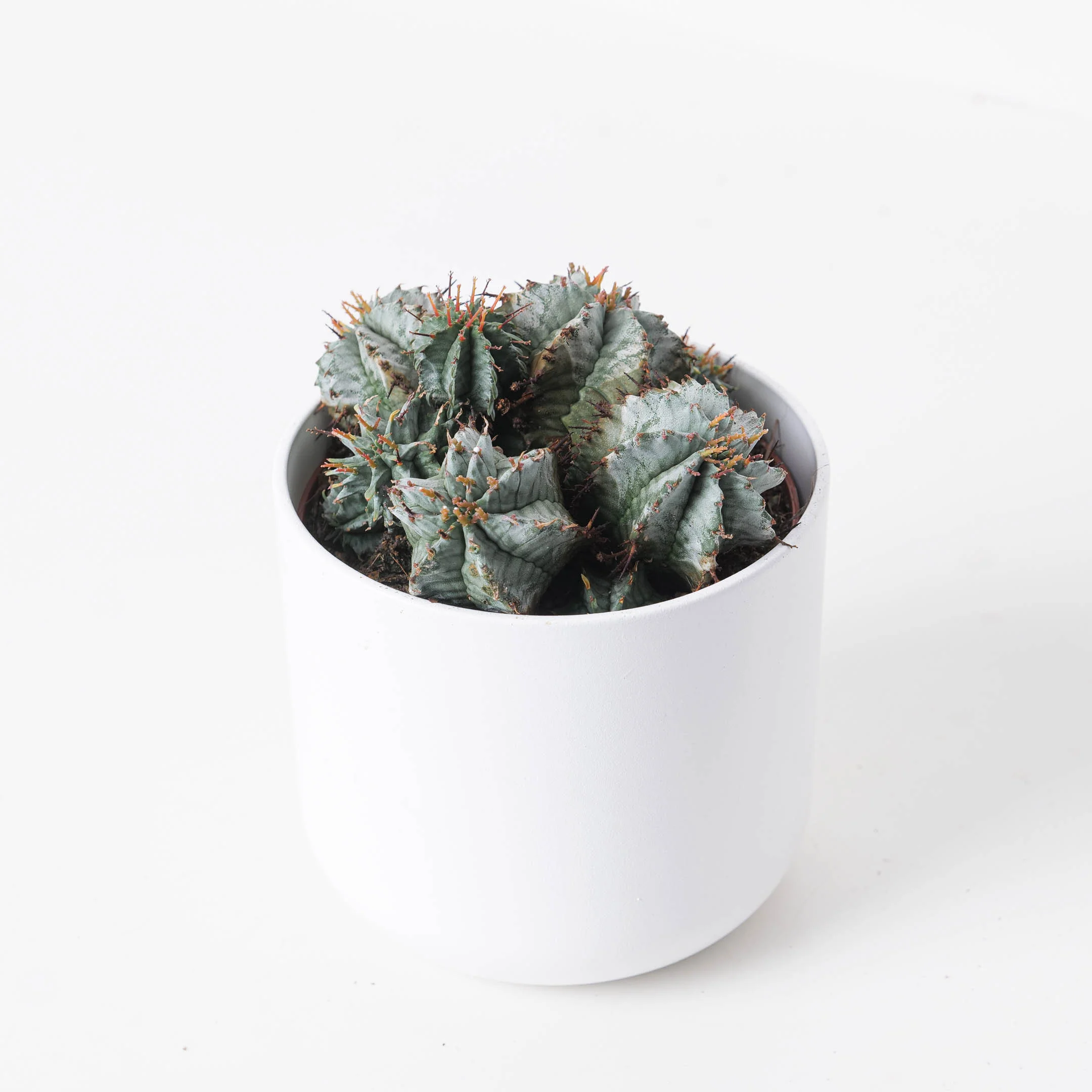 Euphorbia horrida 'Alba'