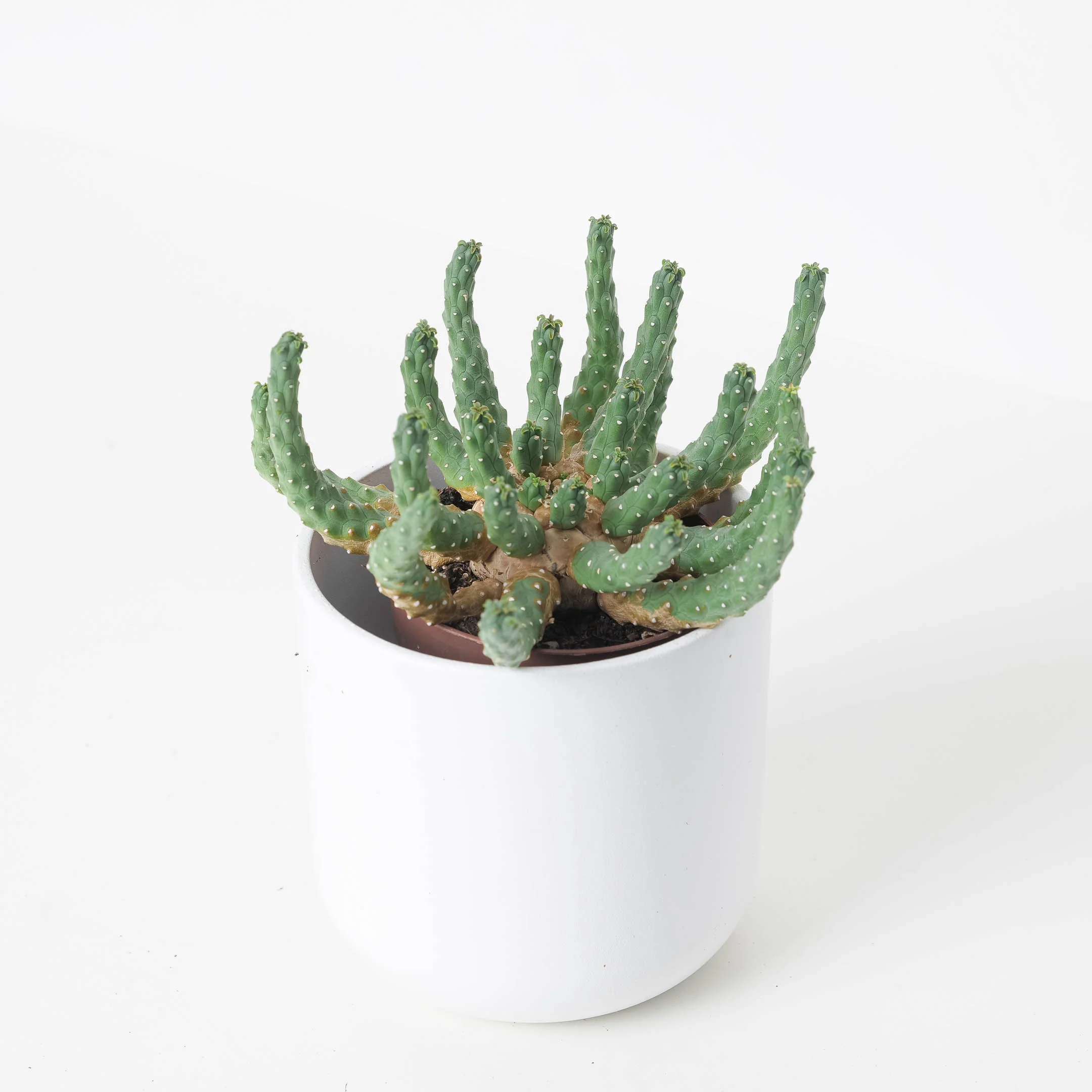 Euphorbia inermis