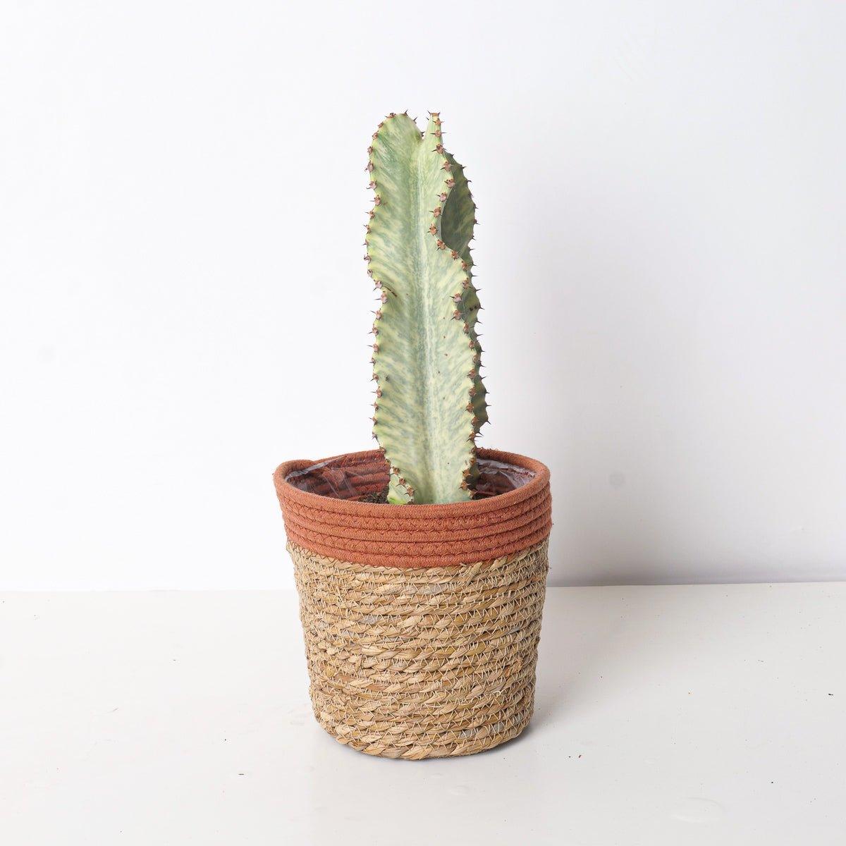 Euphorbia Ingens Variegated