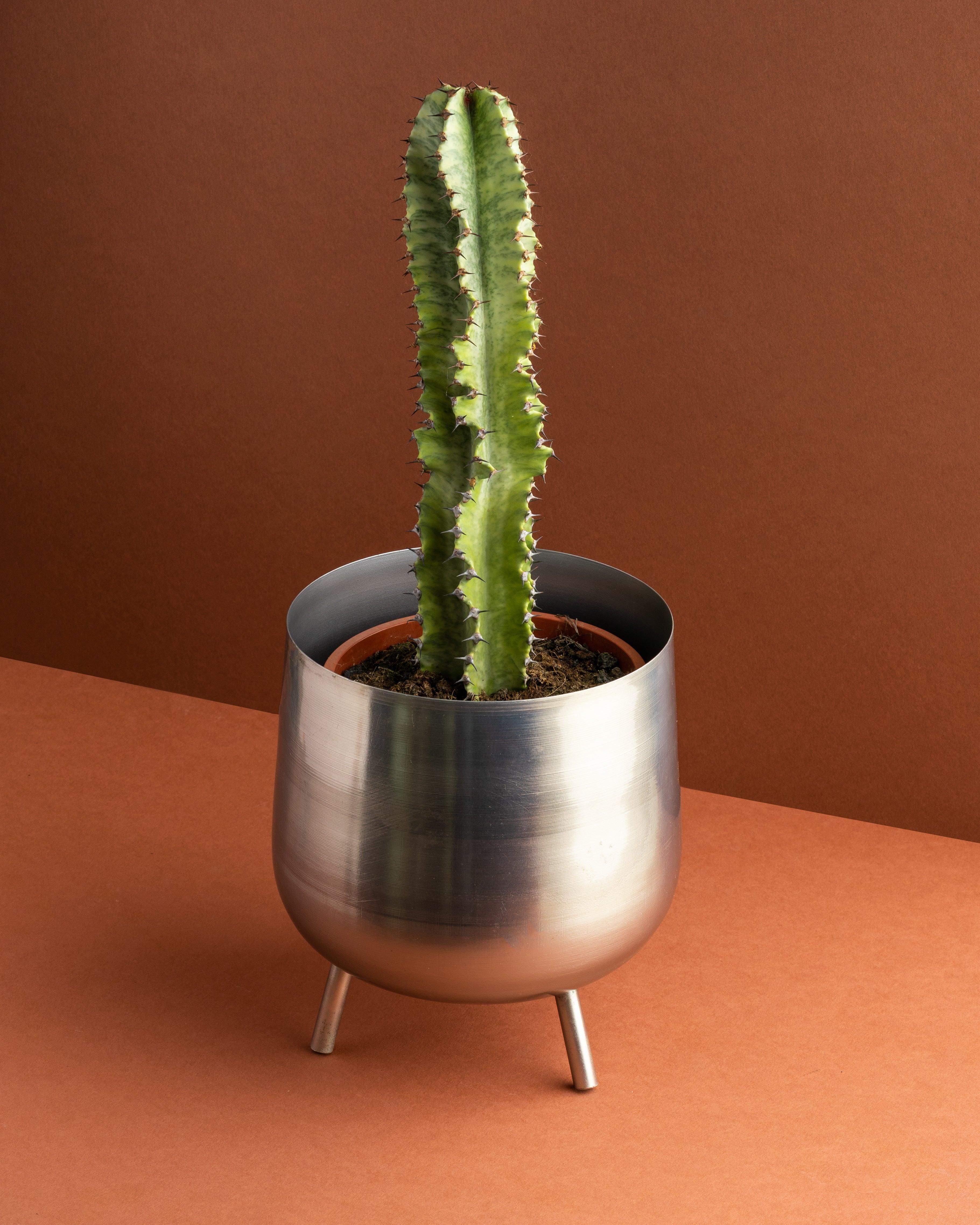 Euphorbia Ingens Variegated | Easy Care House Plant