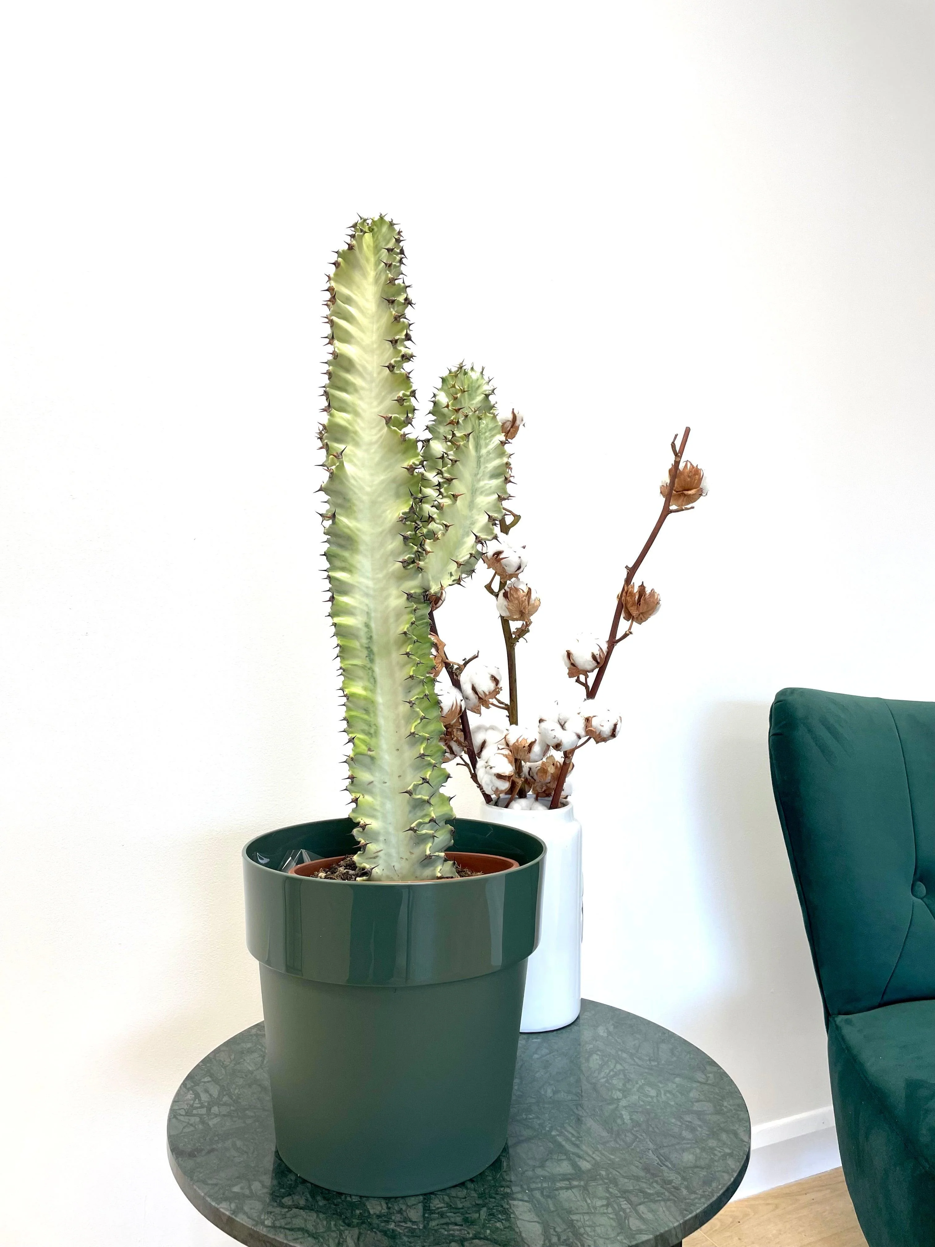 Euphorbia Ingens Variegated | Easy Care House Plant - Image 2
