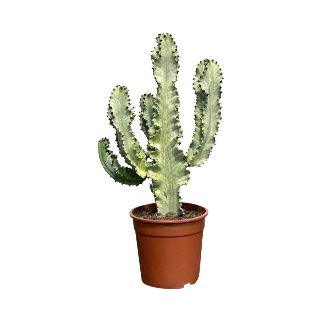 Euphorbia Ingens Variegated | Easy Care House Plant - Image 3