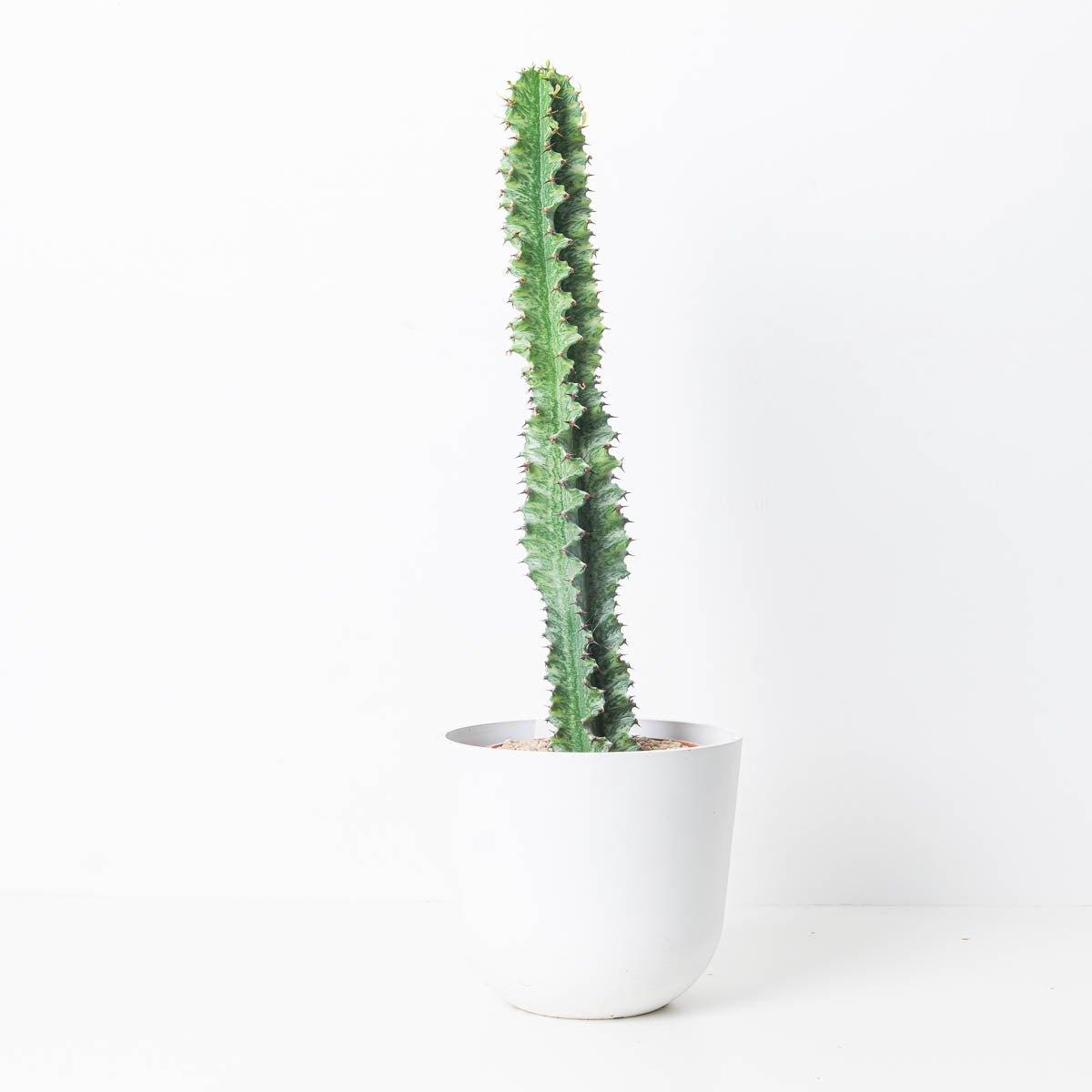 Euphorbia Ingens Variegated Mottled