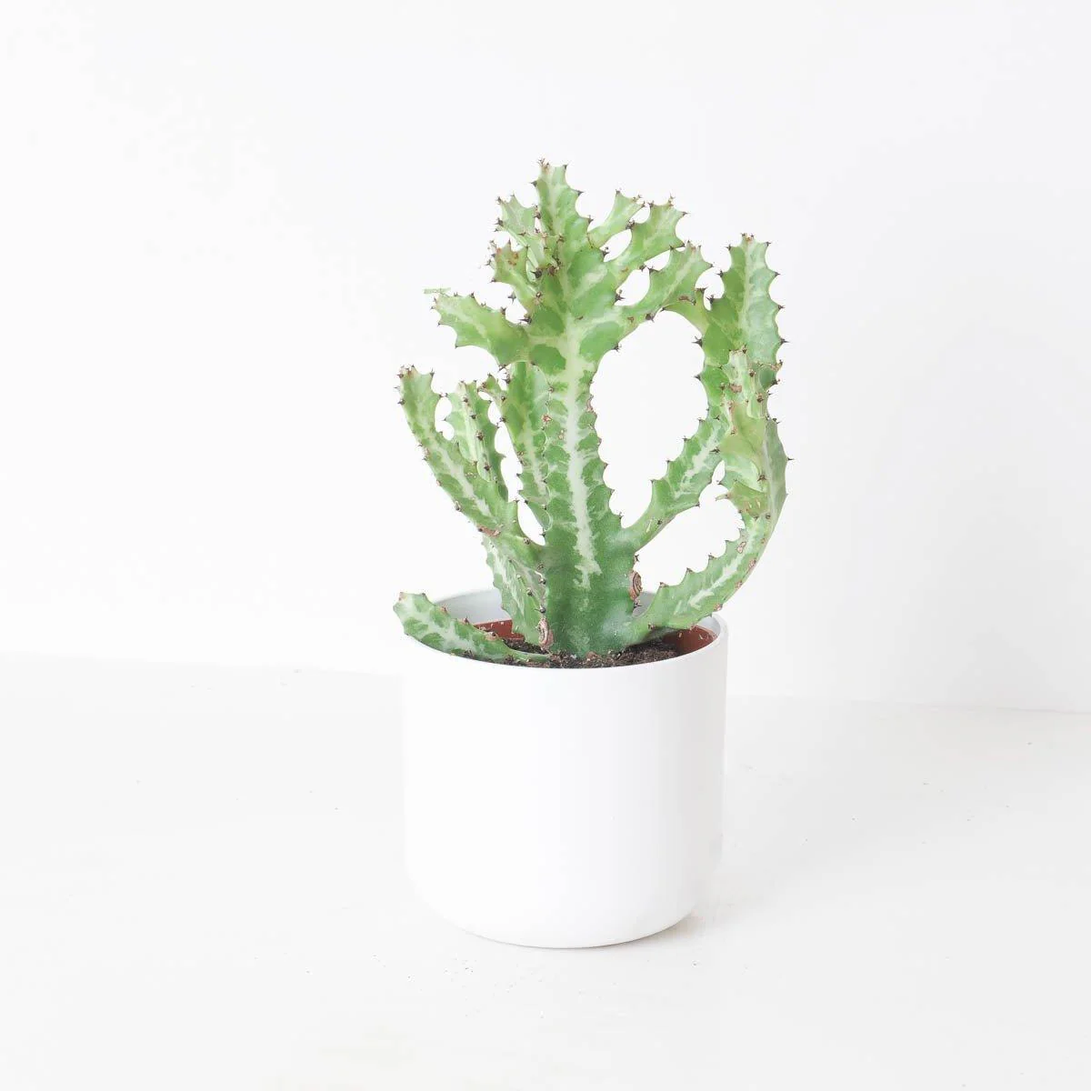 Euphorbia lactea