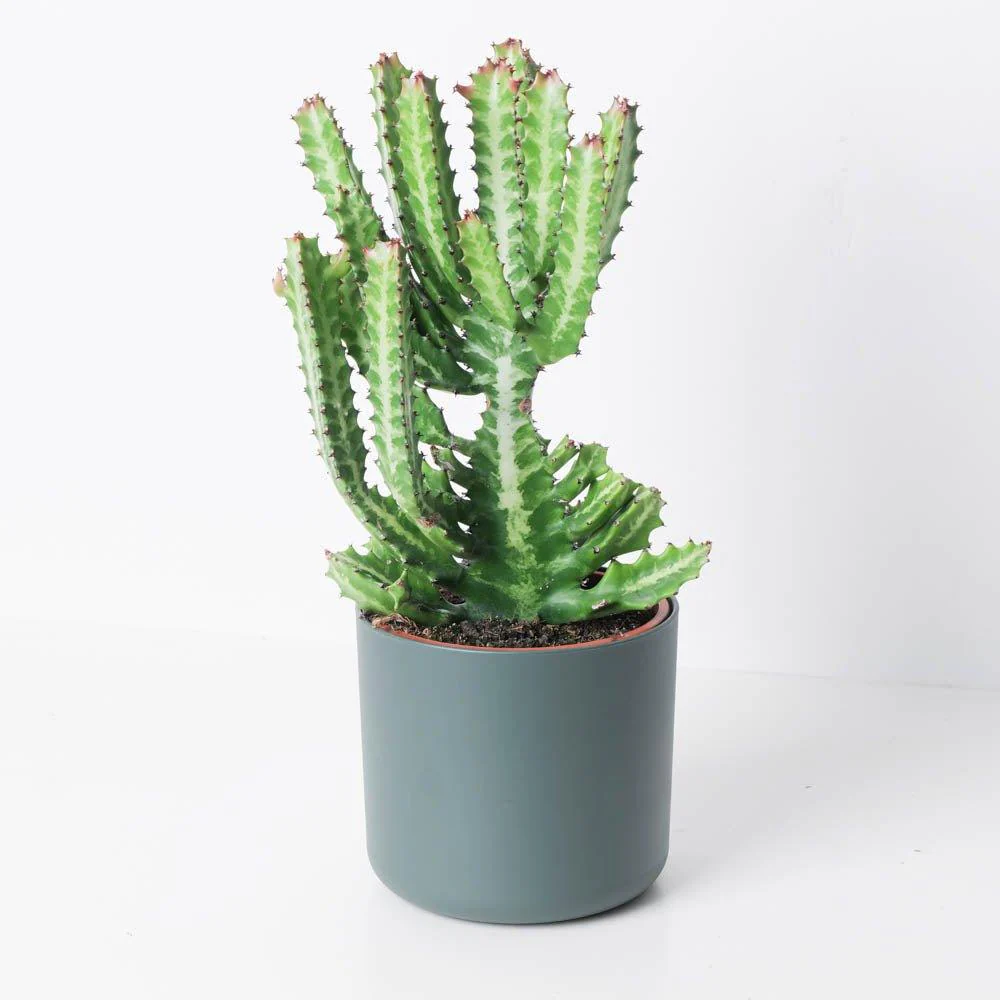 Euphorbia lactea - Image 2