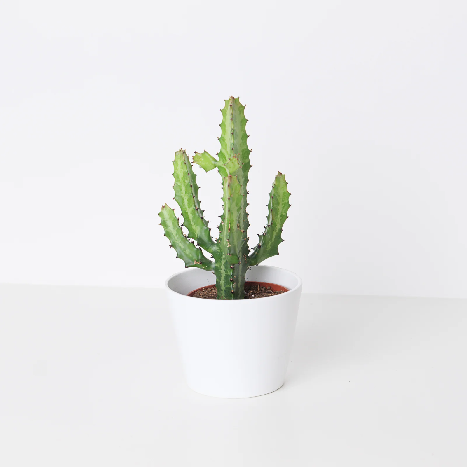 Euphorbia lactea - Image 3