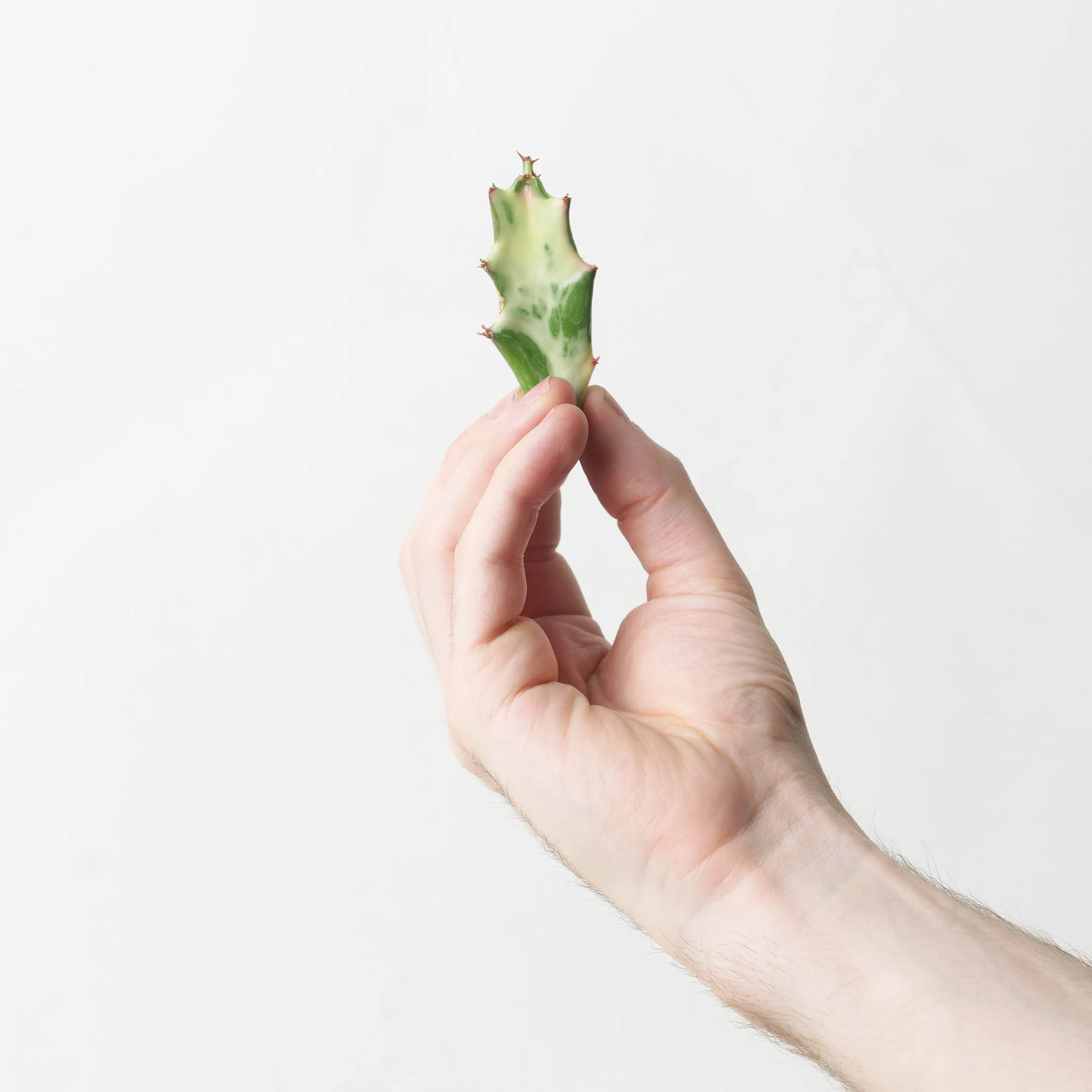 Euphorbia lactea Ghost - Image 5