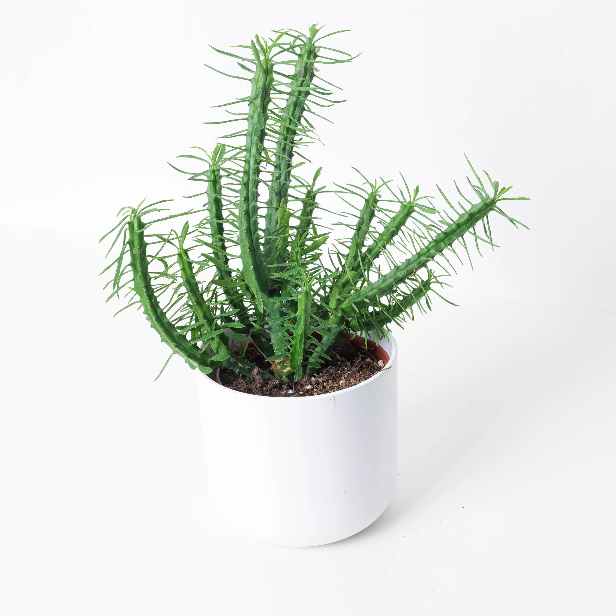 Euphorbia loricata | African Palm Tree