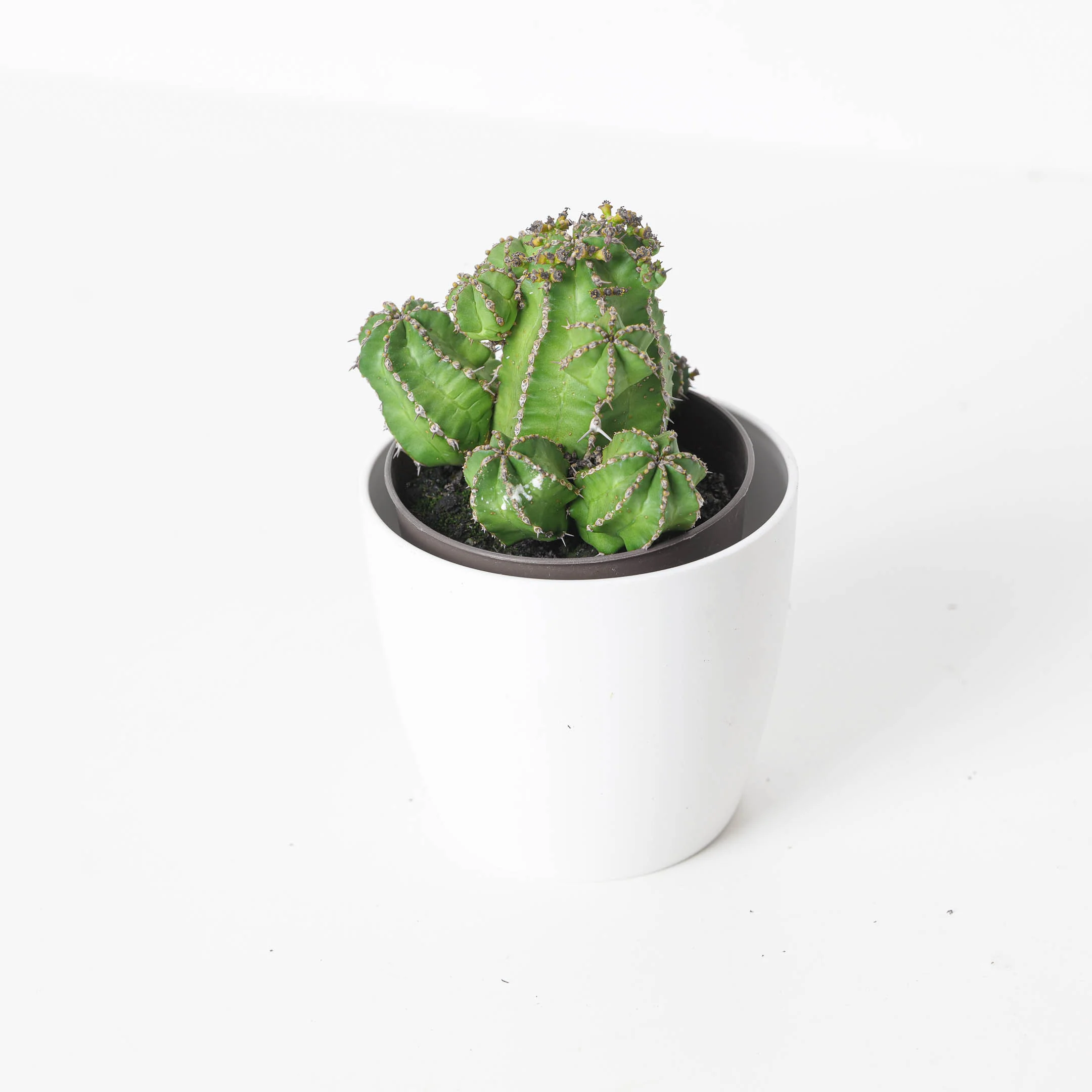 Euphorbia Macayendid