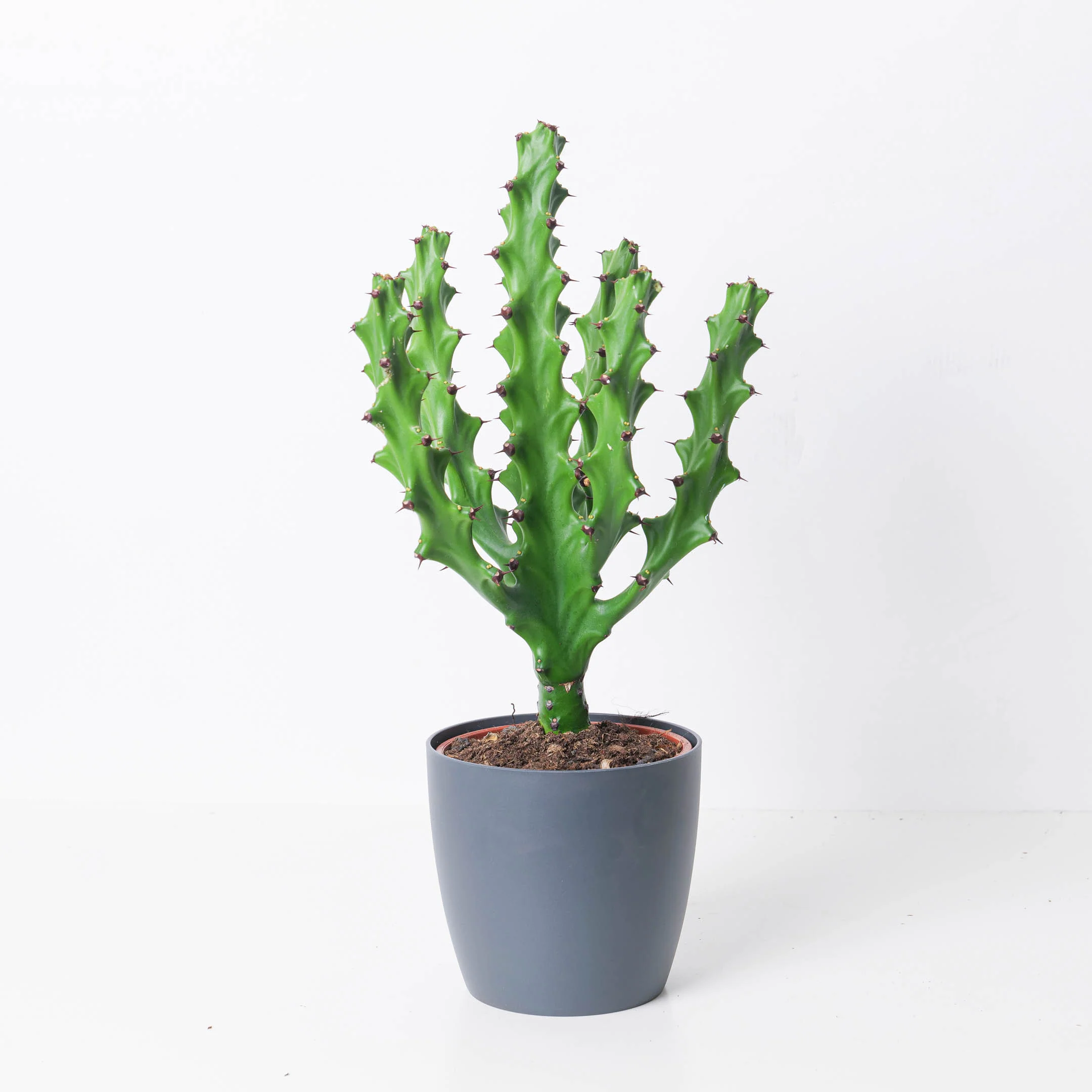 Euphorbia 'maurentania'