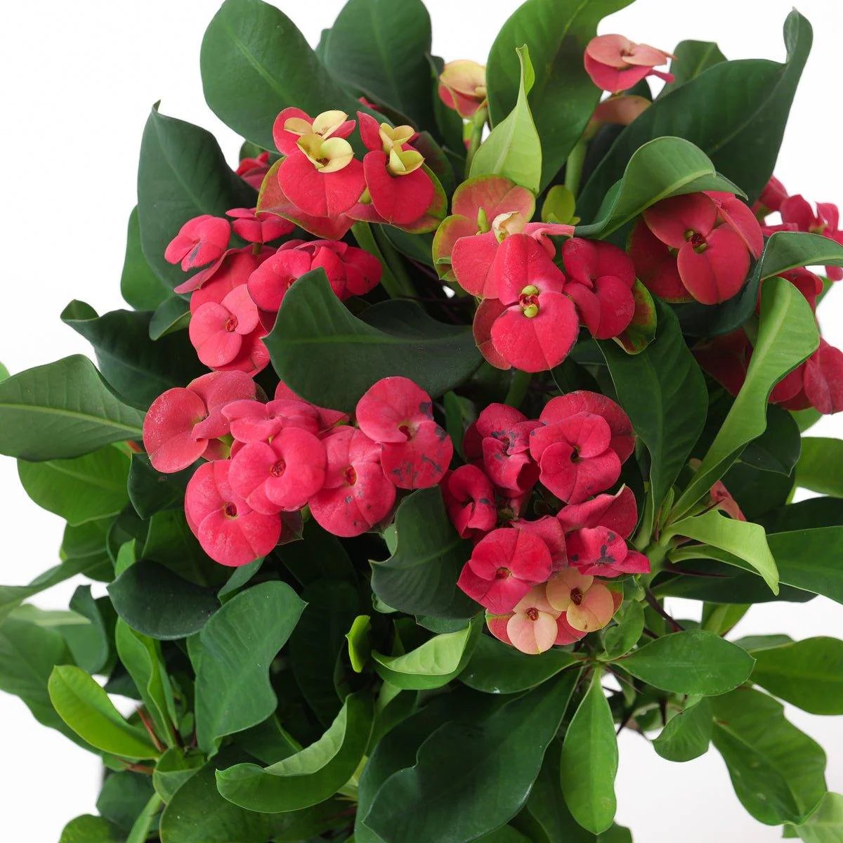 Euphorbia milli 'Volcano'