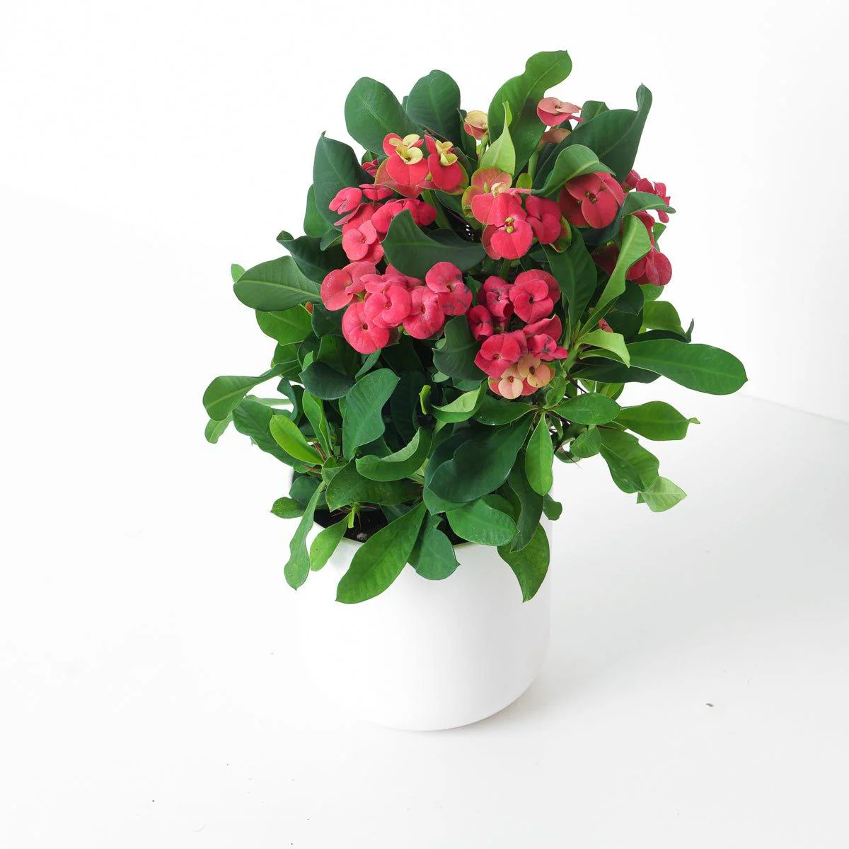 Euphorbia milli 'Volcano' - Image 2