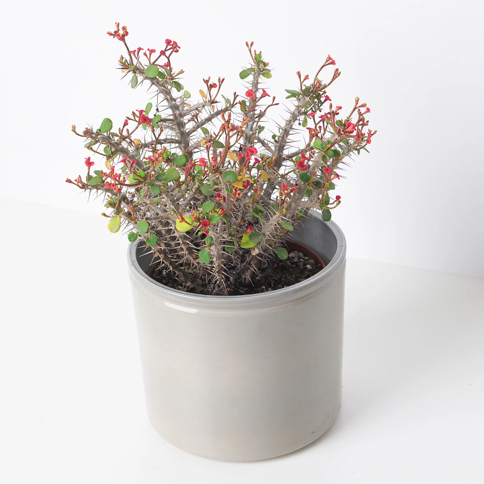 Euphorbia milli | Crown of Thorns