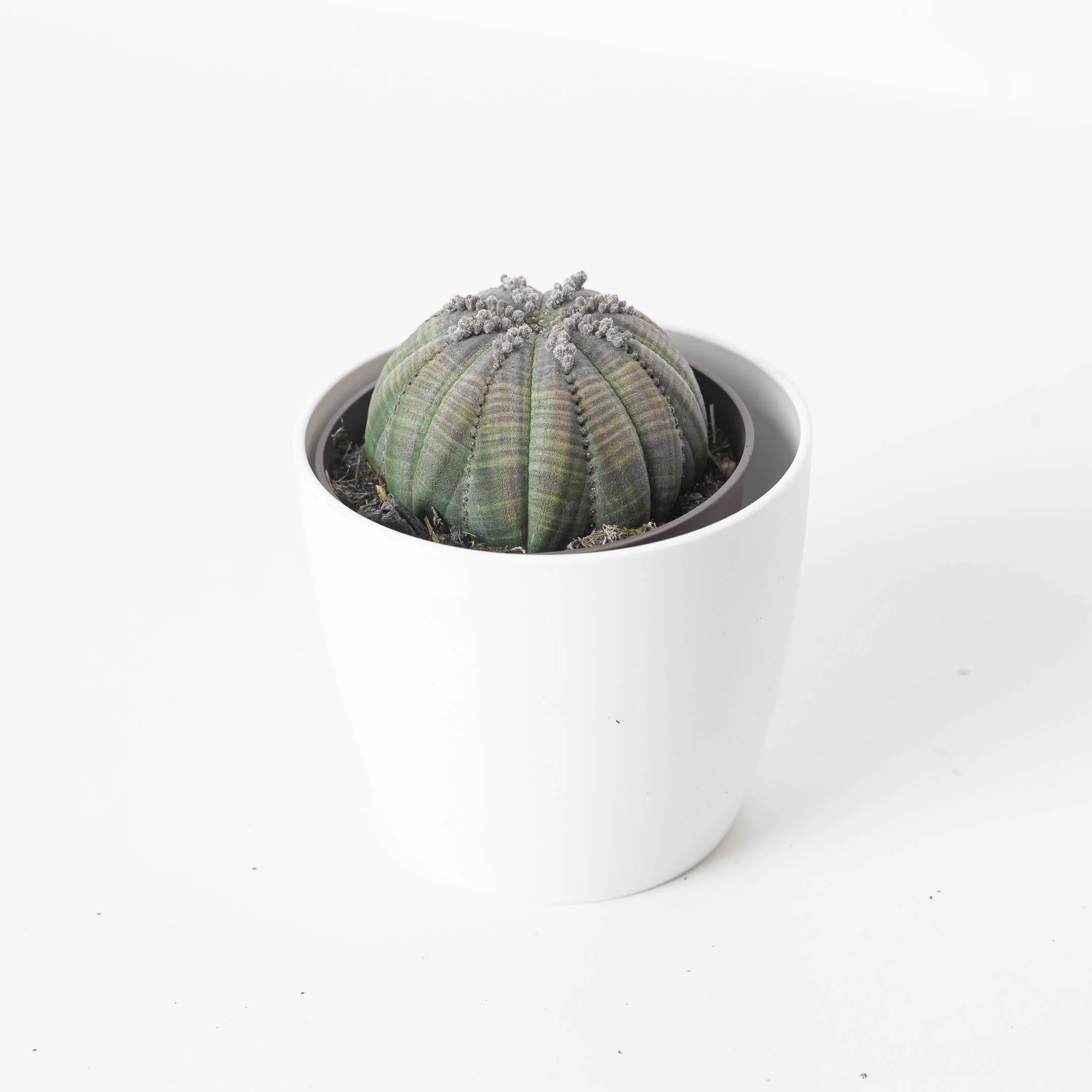Euphorbia Obesa