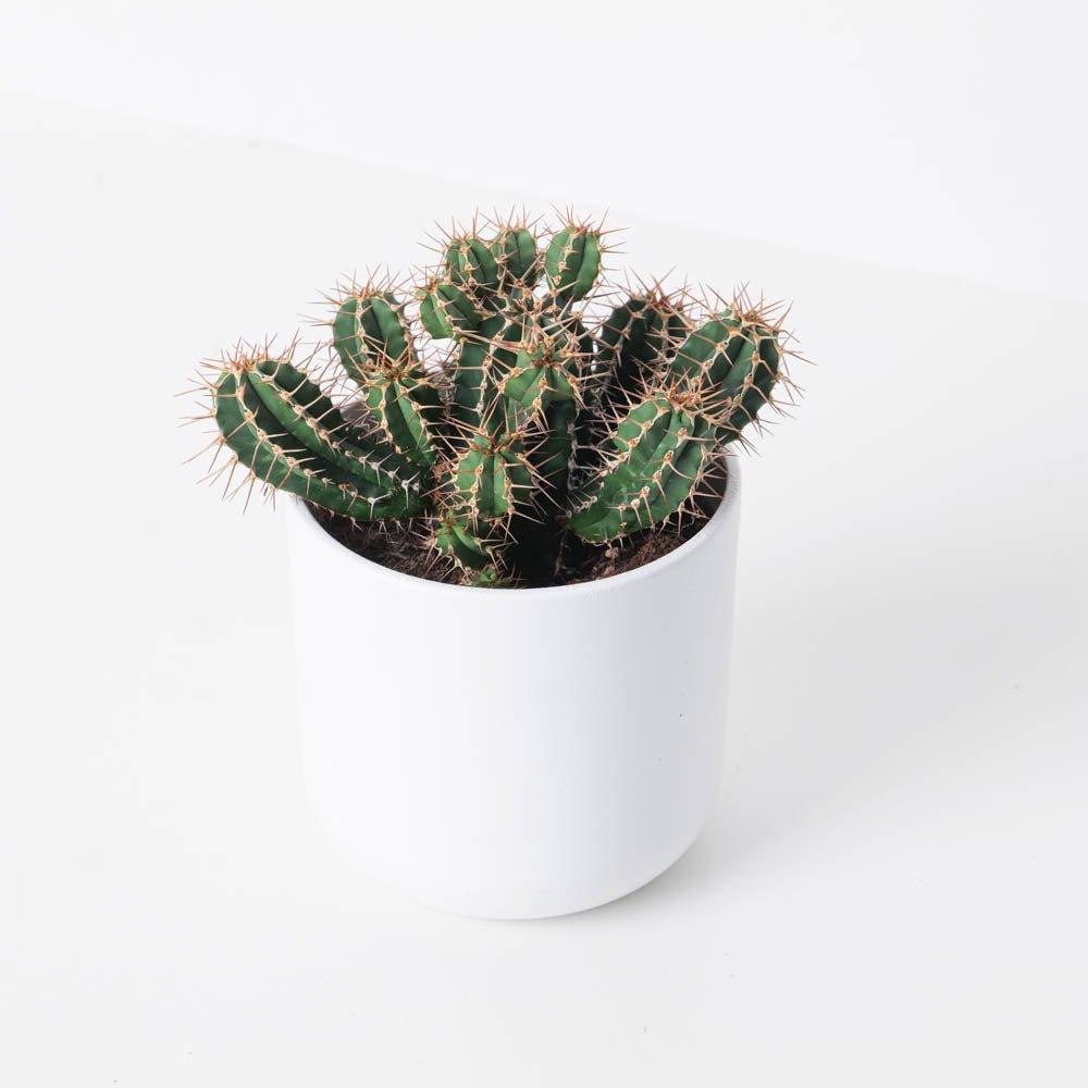 Euphorbia officinarum subsp. echinus