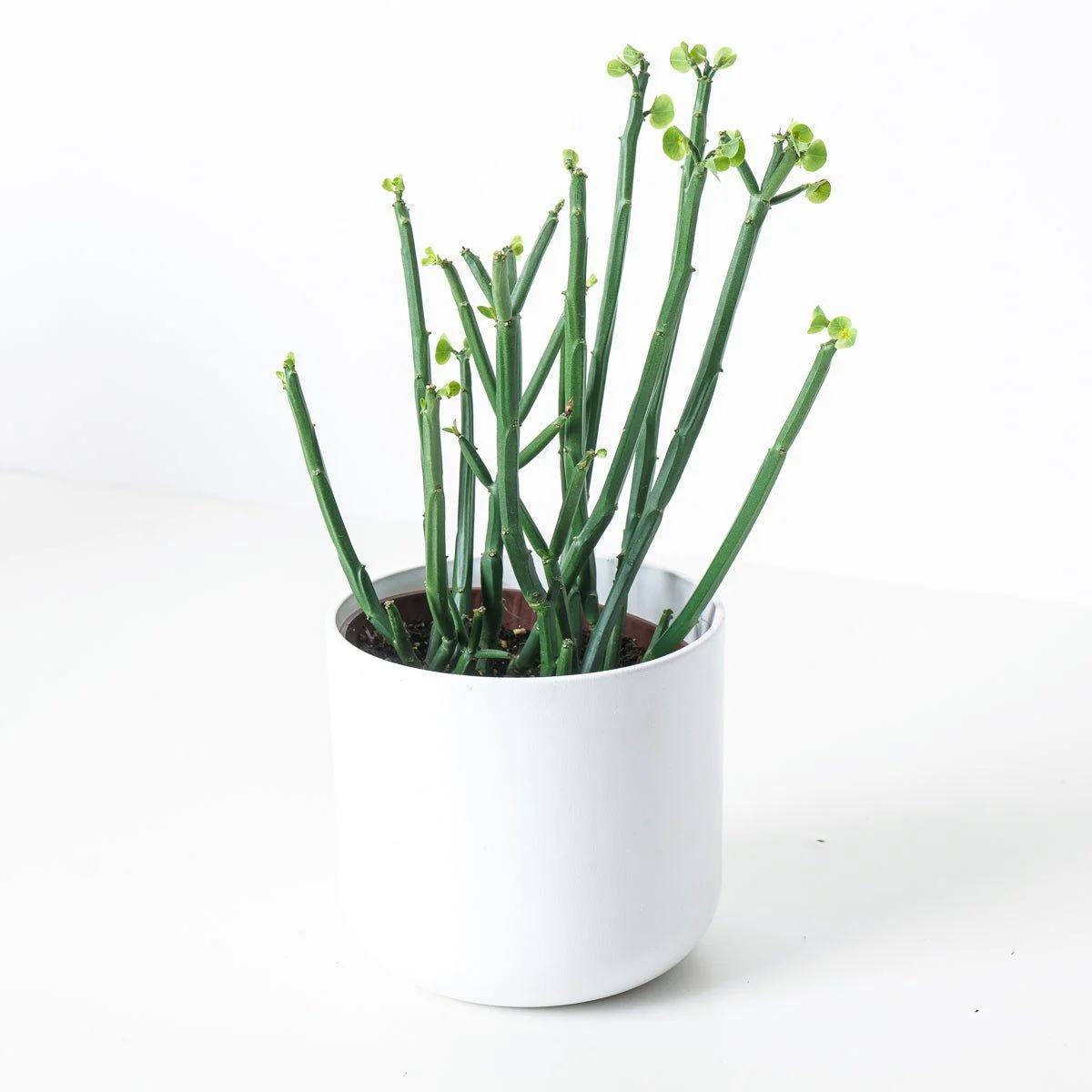 Euphorbia Phosphorea