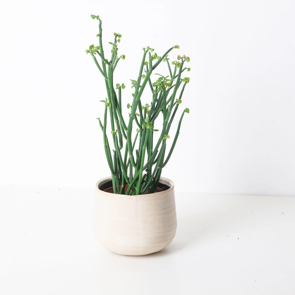 Euphorbia Phosphorea - Image 2